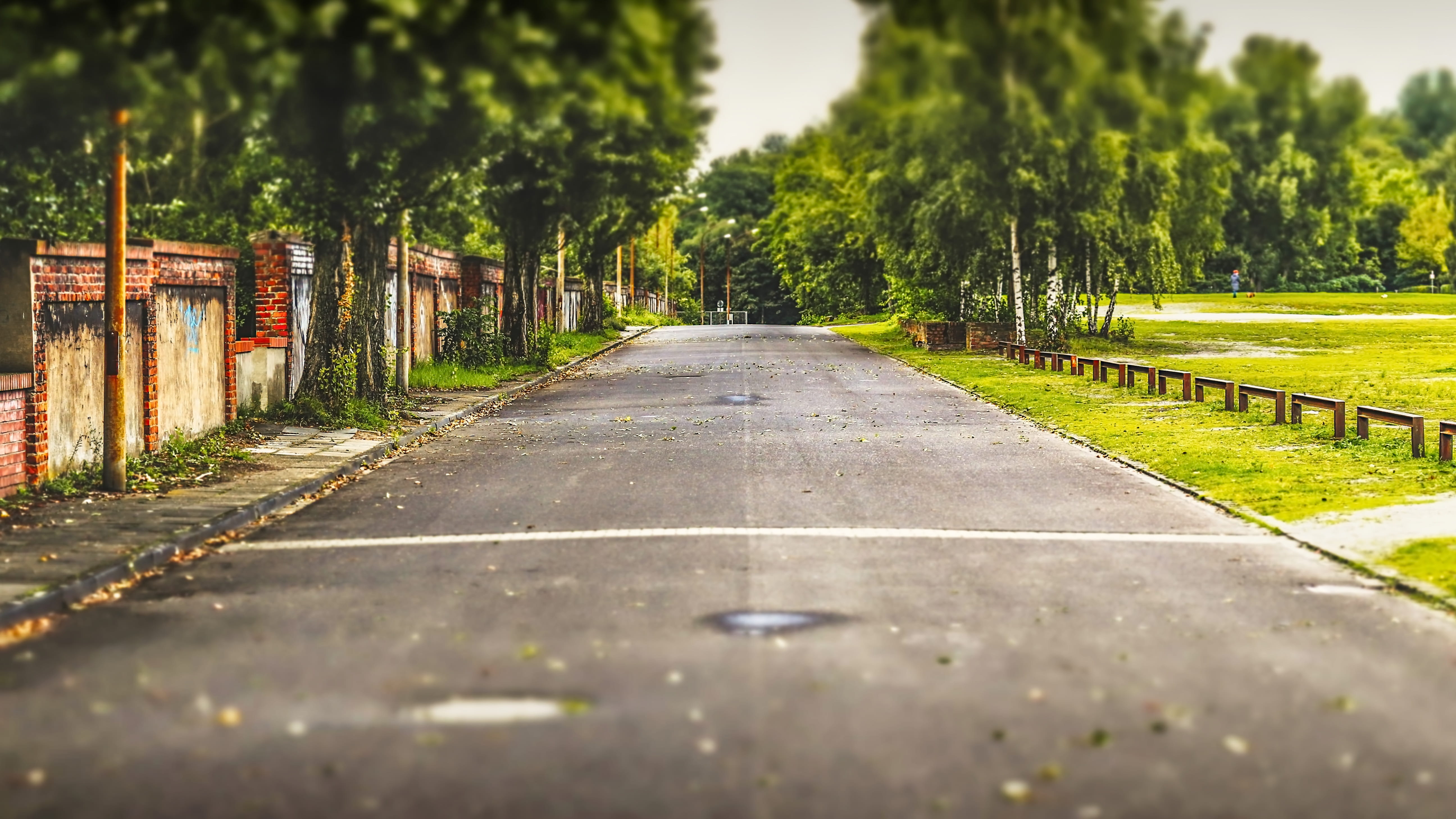 sky, long, plant, guidance, treelined, no people, selective focus, day, growth, nature, sunlight, 5K, surface level, tranquility, pavement, street, outdoors, HD Wallpaper