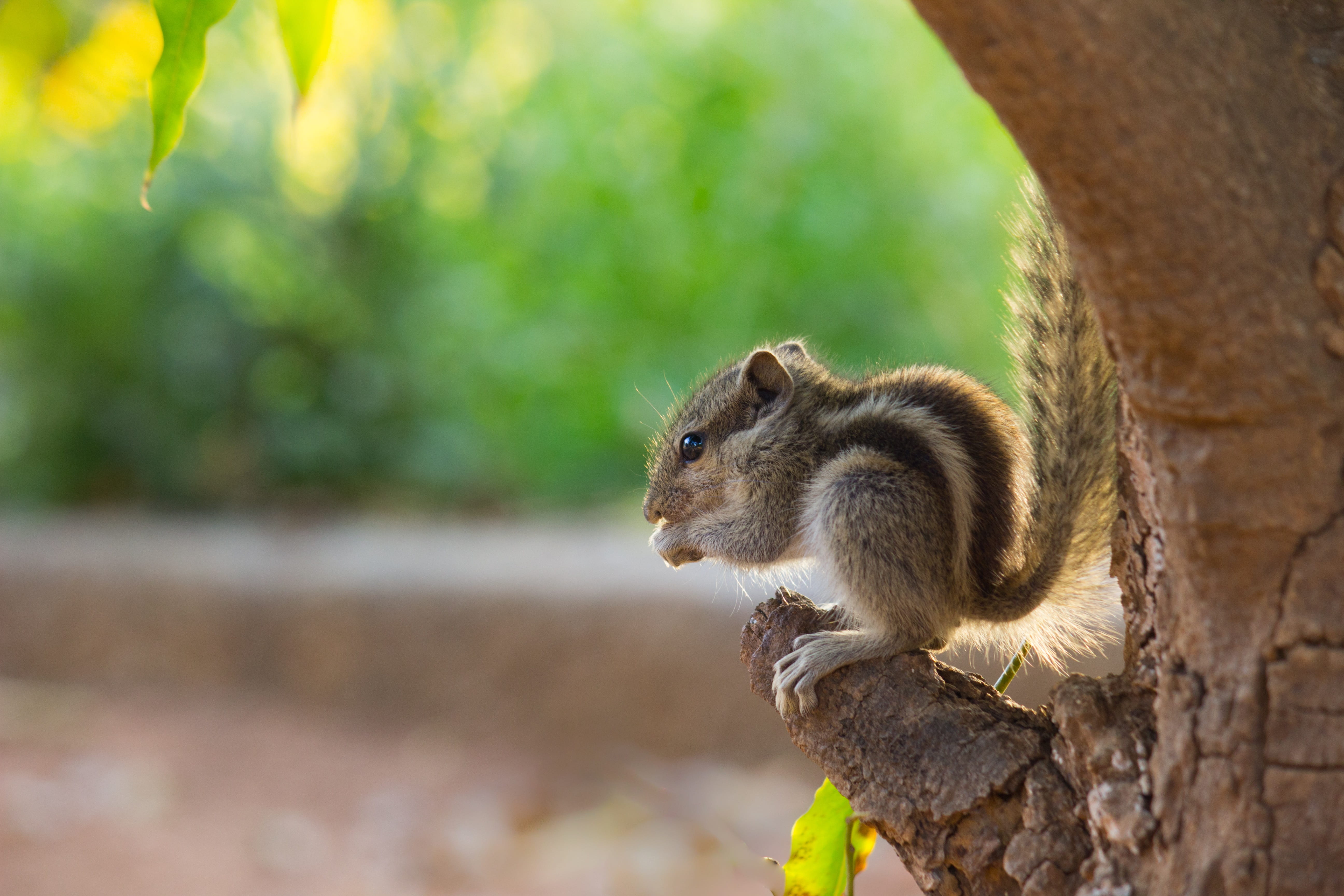 tree, animal wildlife, sciuridae, squirrel, no people, cute, baby, rodent, furry, animal themes, nature, day, focus on foreground, whisker, close-up, outdoors, HD Wallpaper