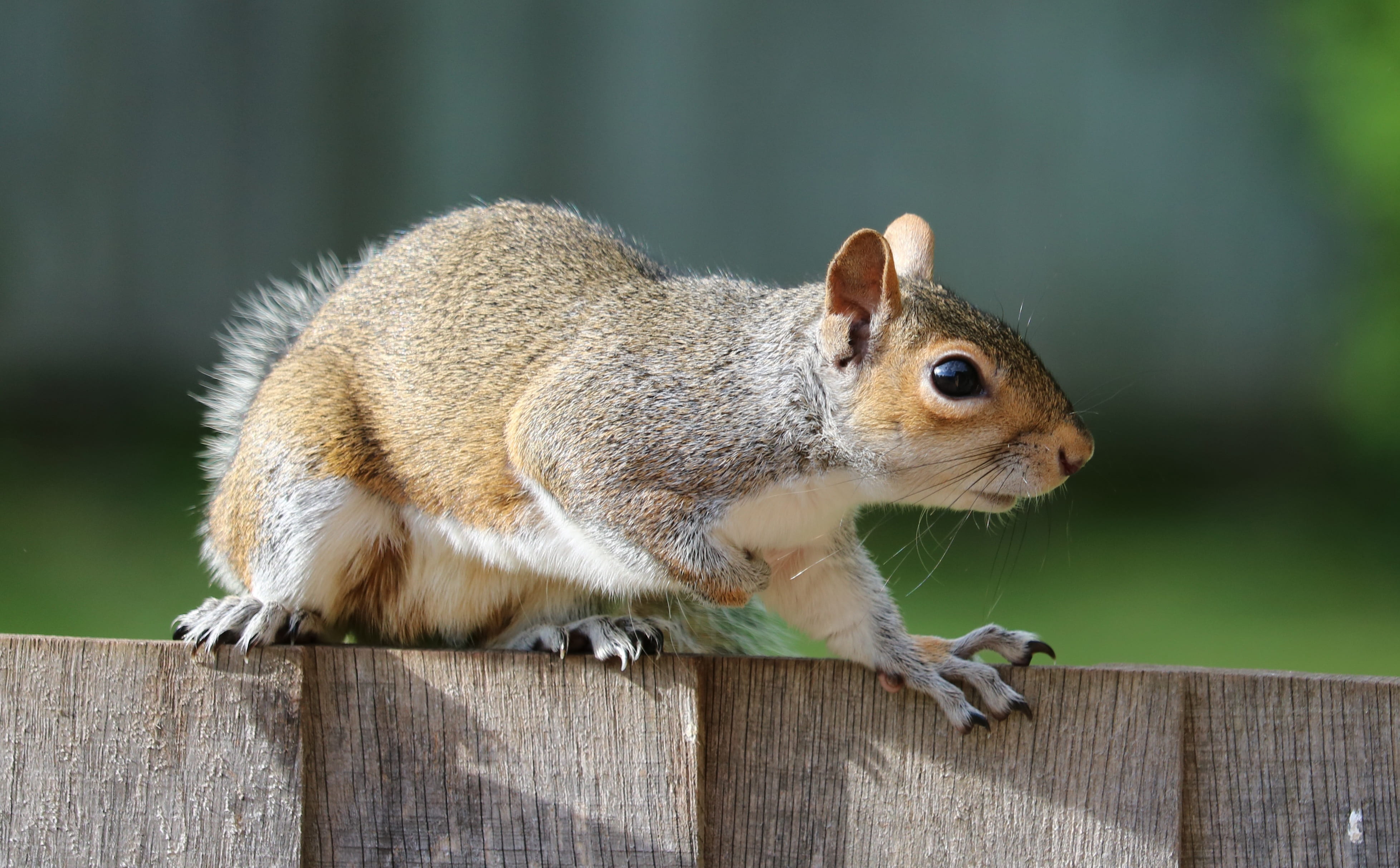 looking, boundary, no people, rodent, nature, 4K, animals in the wild, focus on foreground, macro, squirrel, whisker, animal wildlife, Sciuridae, wood - material, HD Wallpaper
