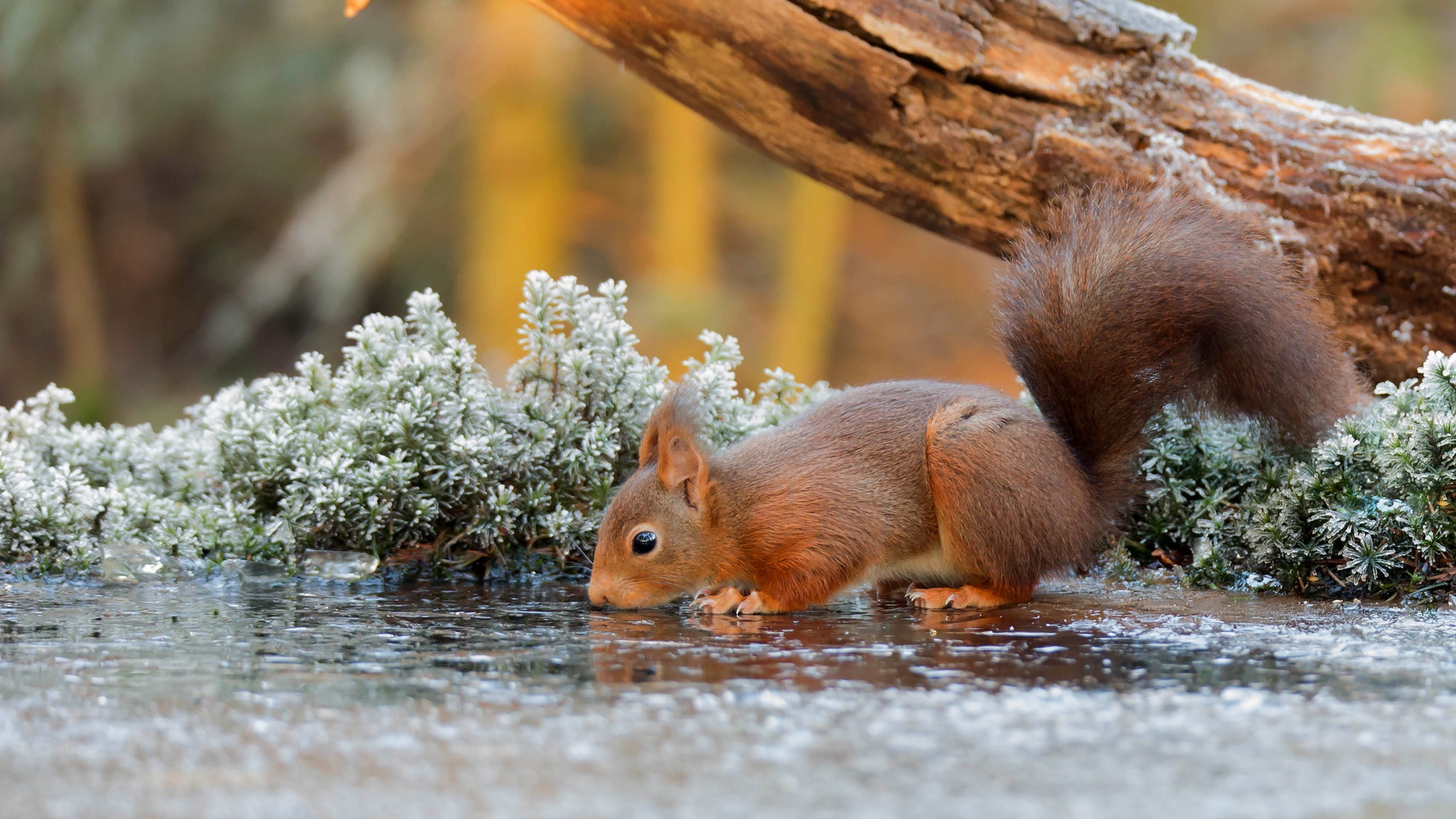 rodent, trees, water, drinking, tree squirrels, animals, branch, squirrel, 2K, depth of field, sciuridae, HD Wallpaper
