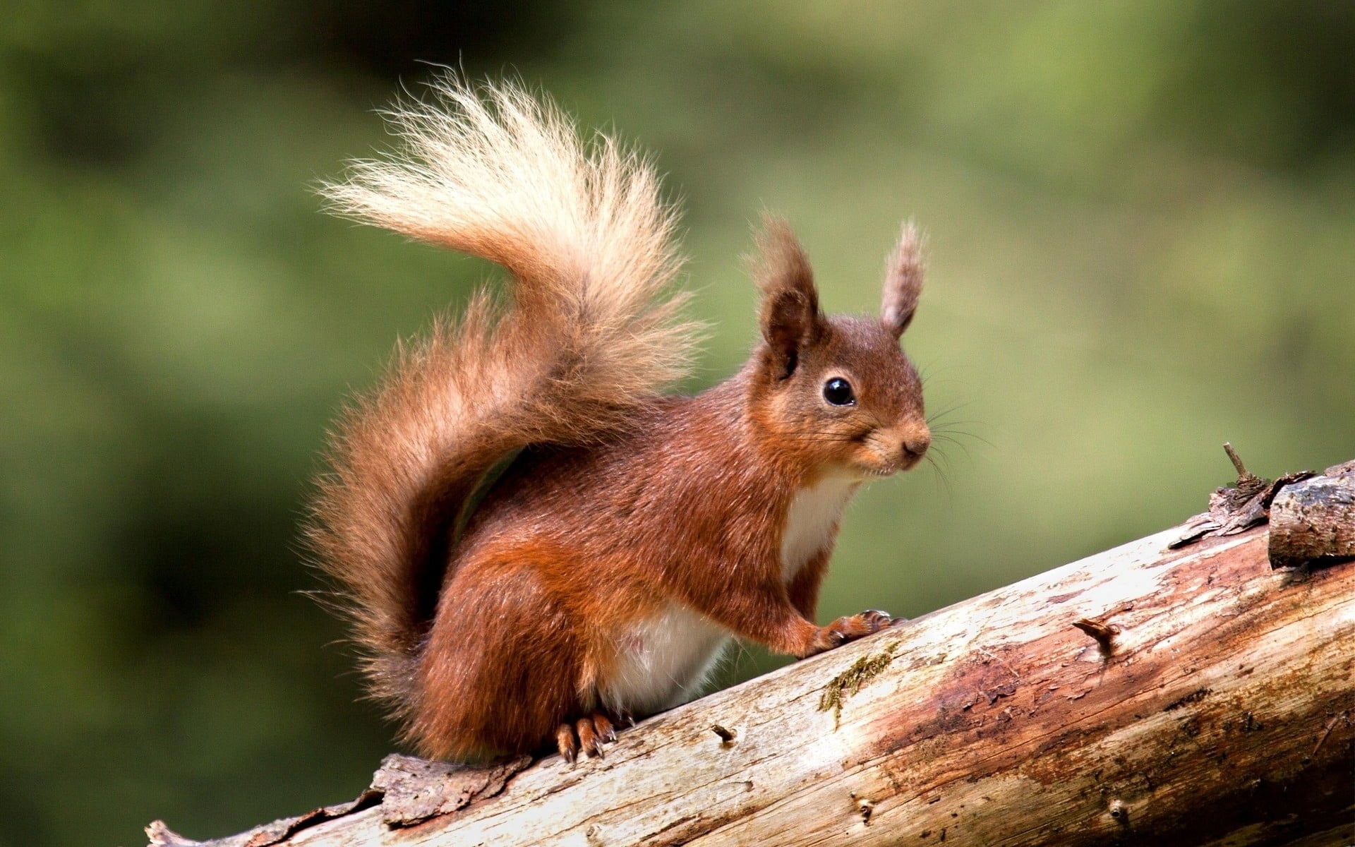 brown, outdoors, one animal, branch, tree, hair, animal eye, cute, animal hair, animals in the wild, rodent, no people, animal, close-up, small, animal wildlife, HD Wallpaper