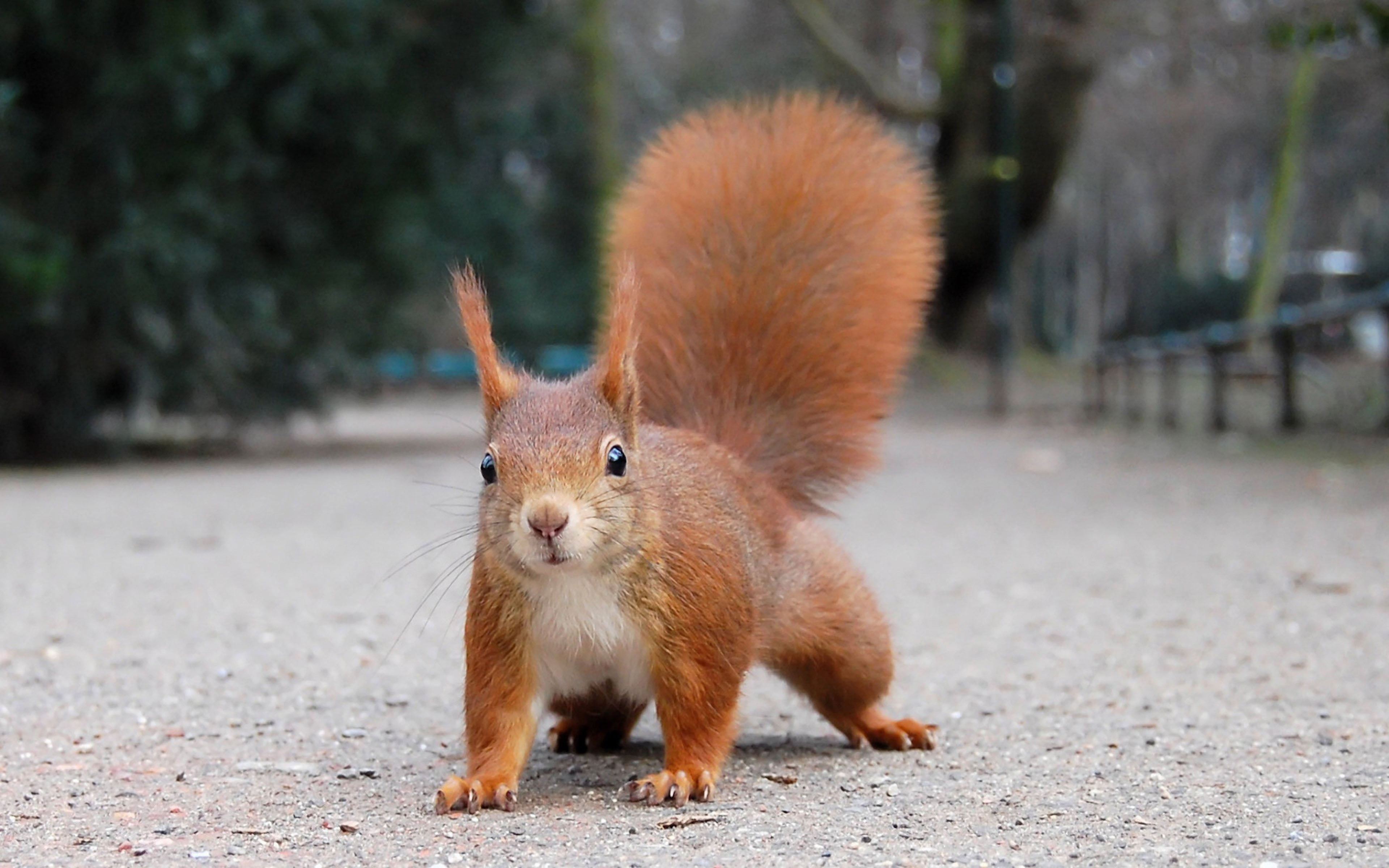 rodent, close-up, pets, animal themes, british, land, one animal, vertebrate, red, outdoors, hd, day, nature, no people, focus on foreground, HD Wallpaper