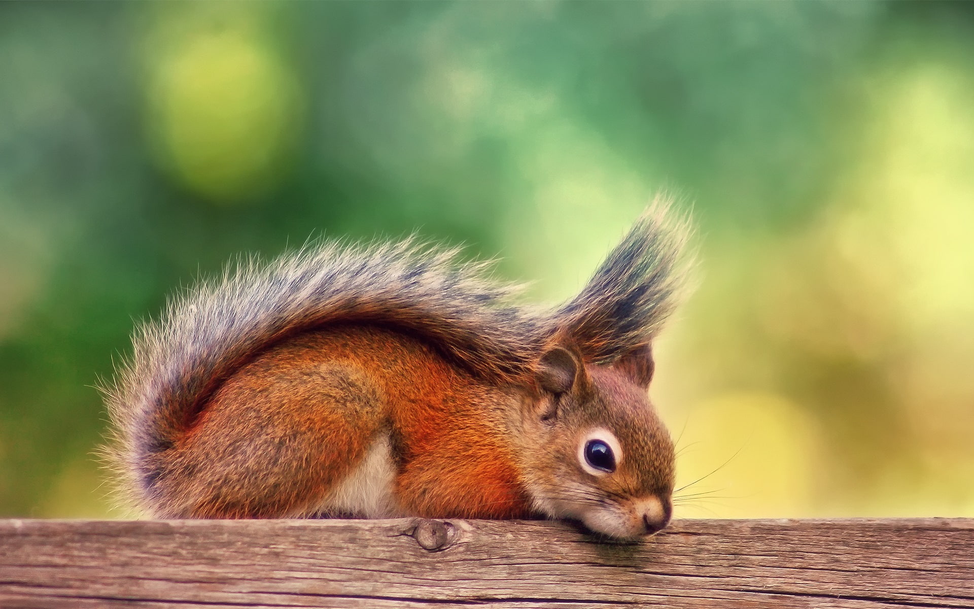Red, Squirrel, Autumn, Rest, Canada, 1080P, HD Wallpaper