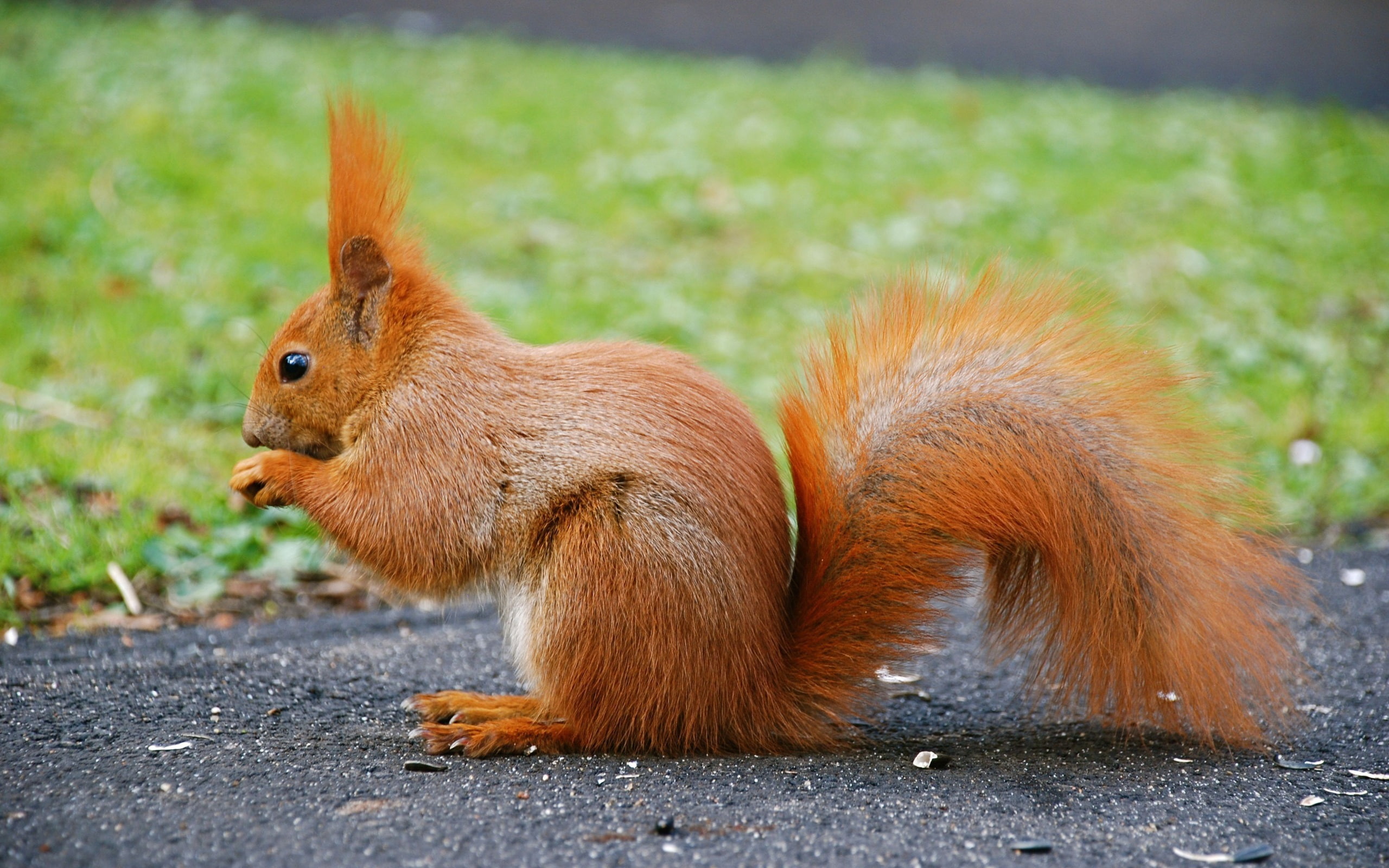 Red, Animal, 2K, Squirrel, Cute, Tail, HD Wallpaper