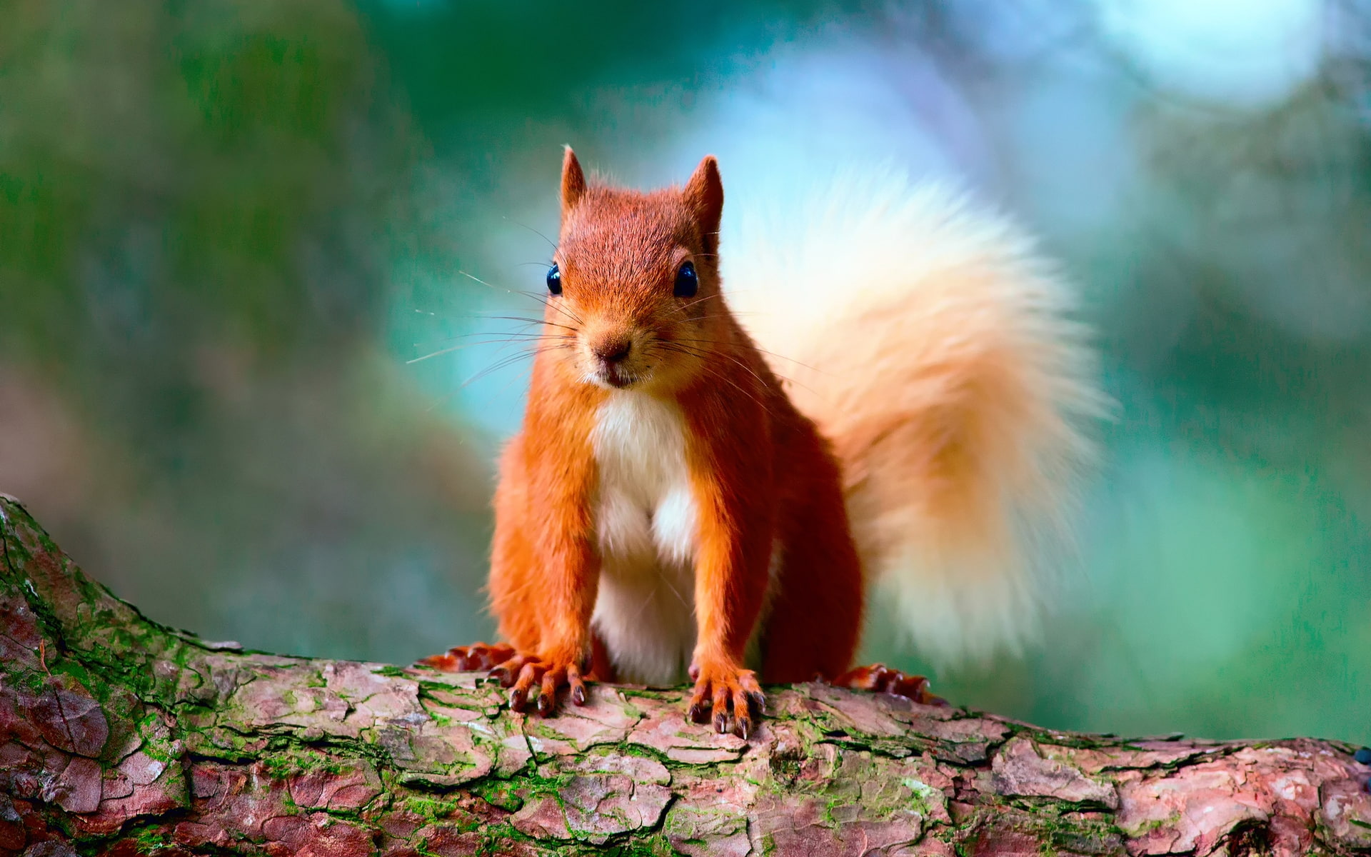 cute, squirrel, 1080P, red, HD Wallpaper