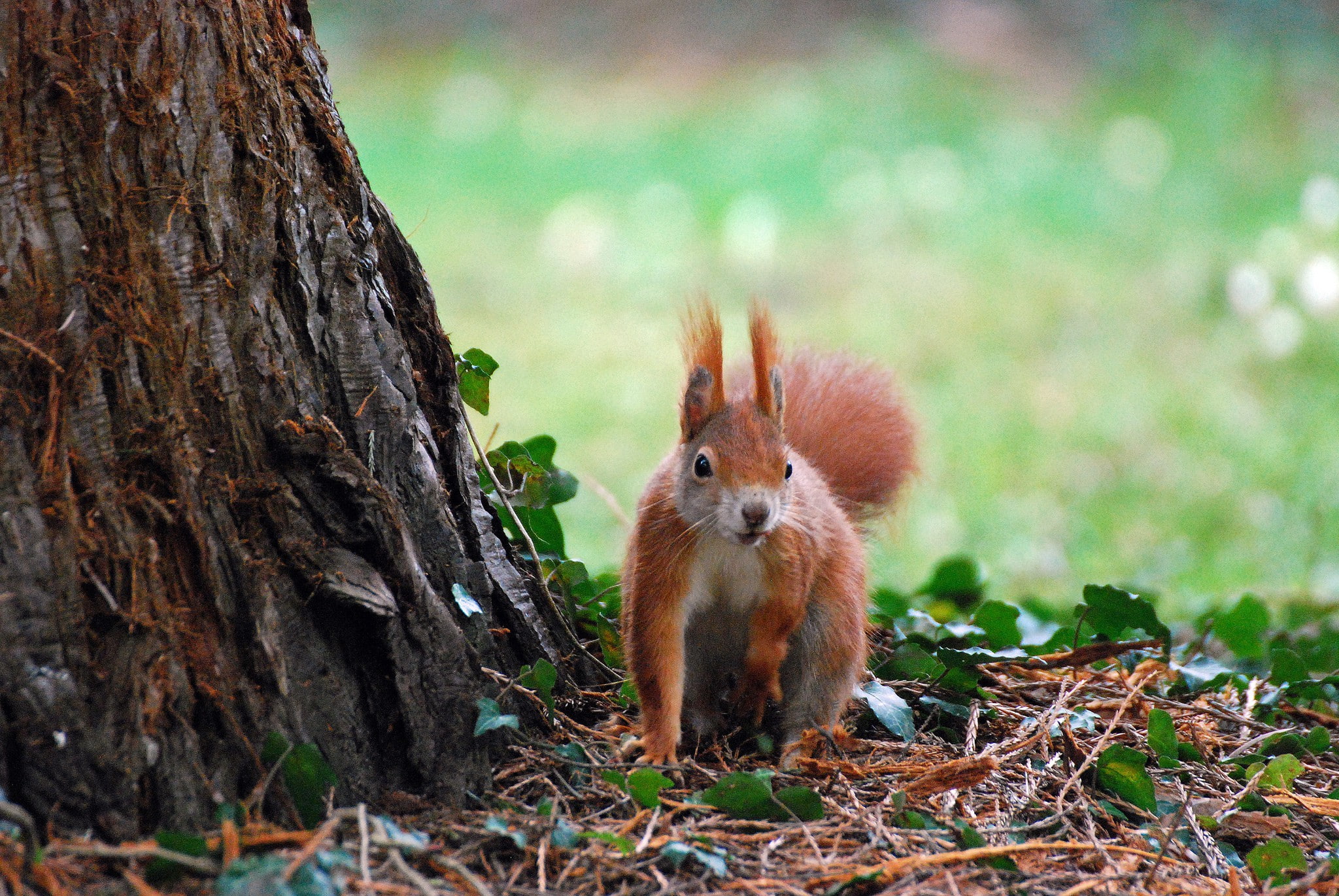 tree, squirrel, branches, 1080P, Red, leaves, HD Wallpaper
