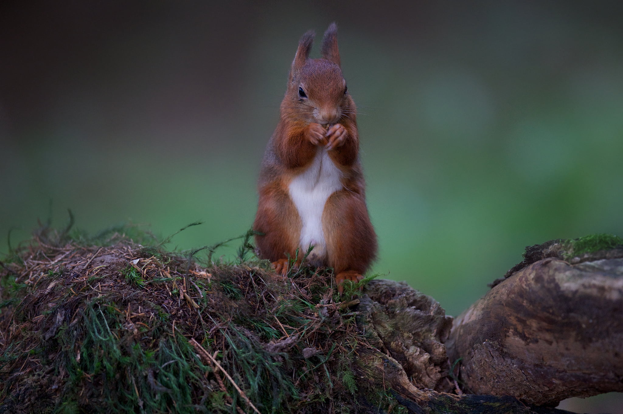 monkey, nature, fur, squirrel, animals In The Wild, plant, mammal, forest, stones, chipmunk, fluffy, looking, grass, small, tail, outdoors, no people, nut - Food, HD Wallpaper