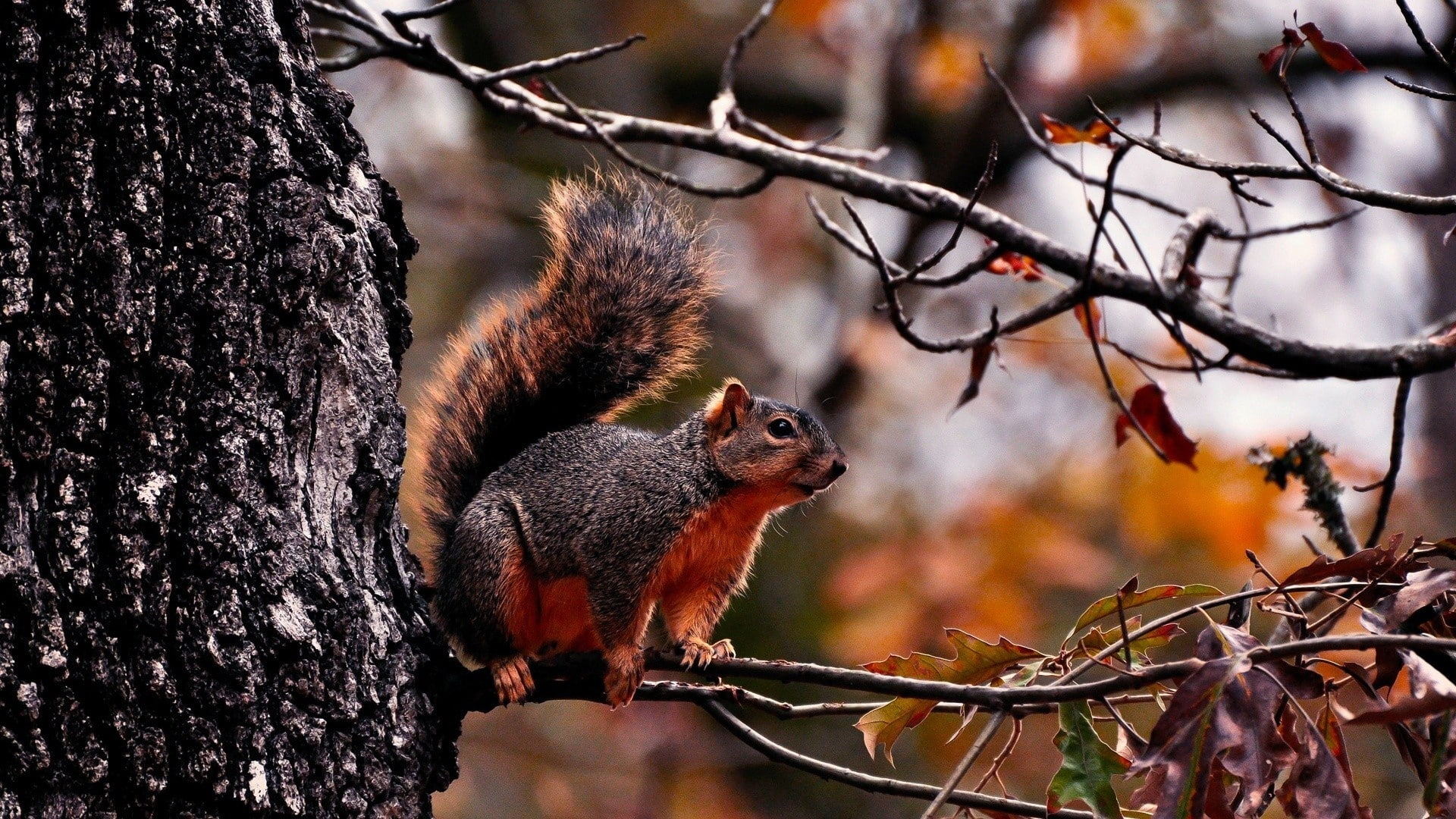 Tree, Squirrel, Red, 1080P, HD Wallpaper