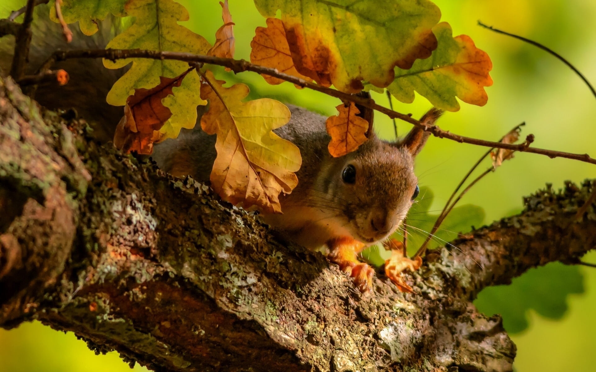 red, close-up, plant, squirrel, animal themes, animals In The Wild, tail, fluffy, tree trunk, day, nature, vertebrate, fur, eating, color Image, animals And Pets, HD Wallpaper