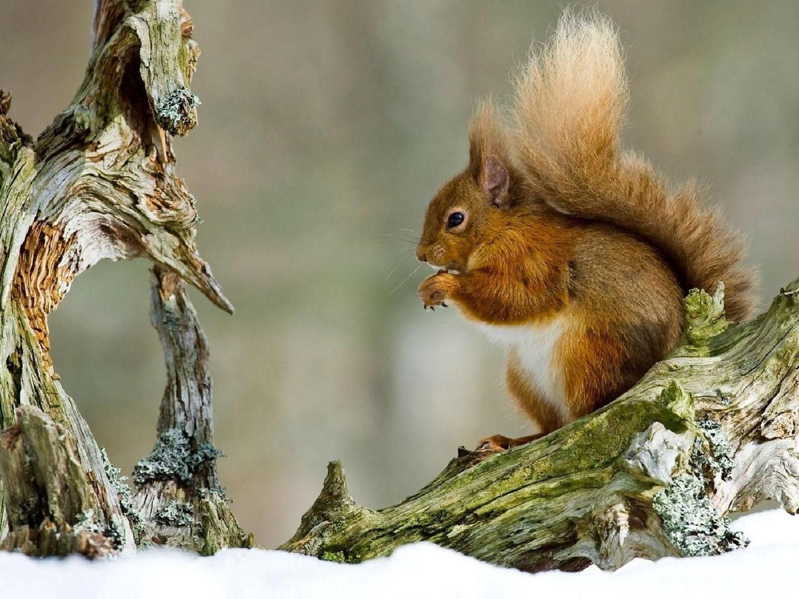 cute, nut - Food, animals In The Wild, no people, red hair, branch, eating, bushy, brown, forest, woodland, one Animal, snow, fur, leaf, nature, mammal, HD Wallpaper