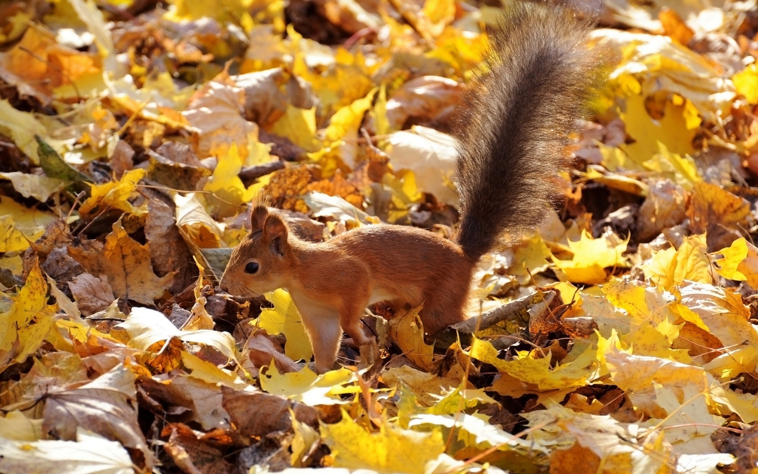 bushy tail, leaves, Autumn, brown, Red, squirrel, 2K, HD Wallpaper