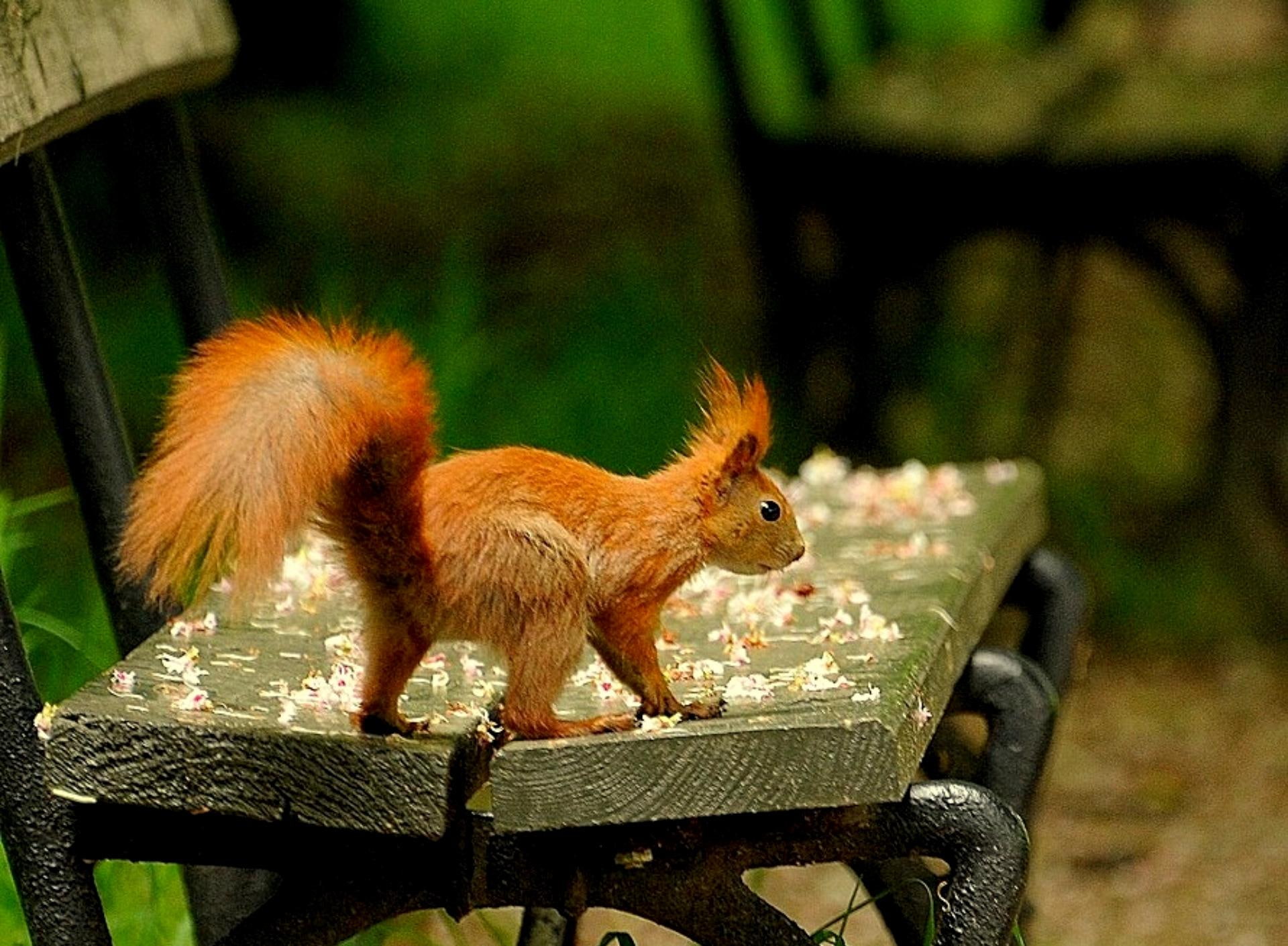 red squirrel, squirrelly, bench, 1080P, park, looking, animals, food, HD Wallpaper