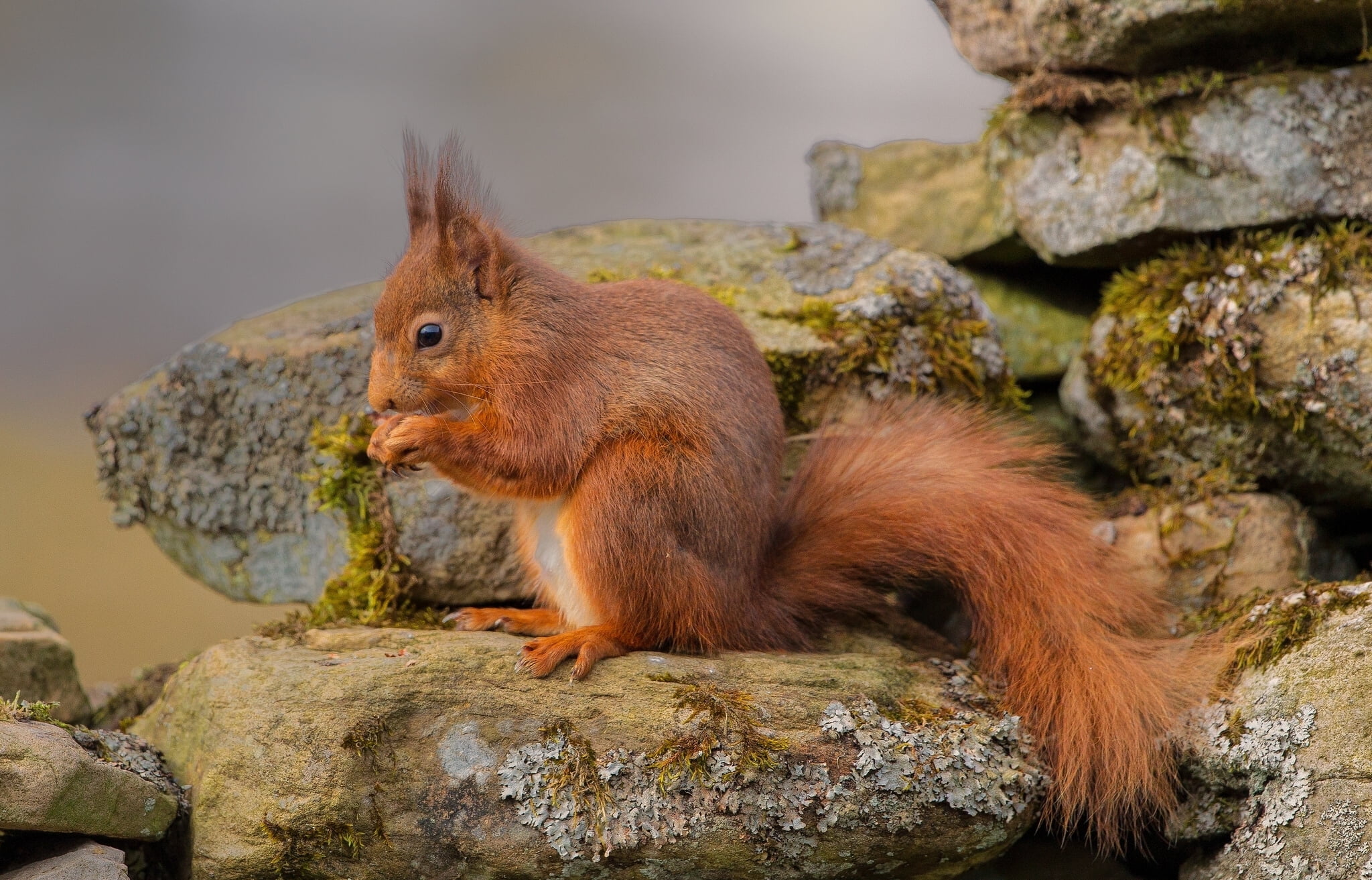 vertebrate, no people, fur, animals In The Wild, sitting, eating, outdoors, animal wildlife, mammal, squirrel, rock, focus on foreground, small, brown, HD Wallpaper