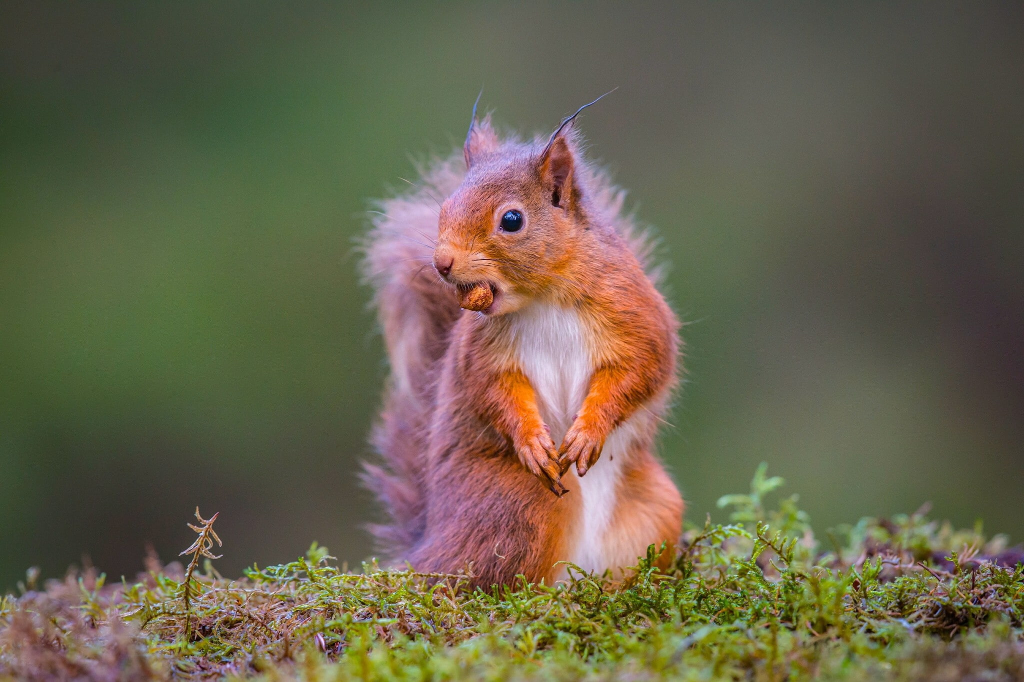 walnut, 1080P, squirrel, protein, red, brown, HD Wallpaper
