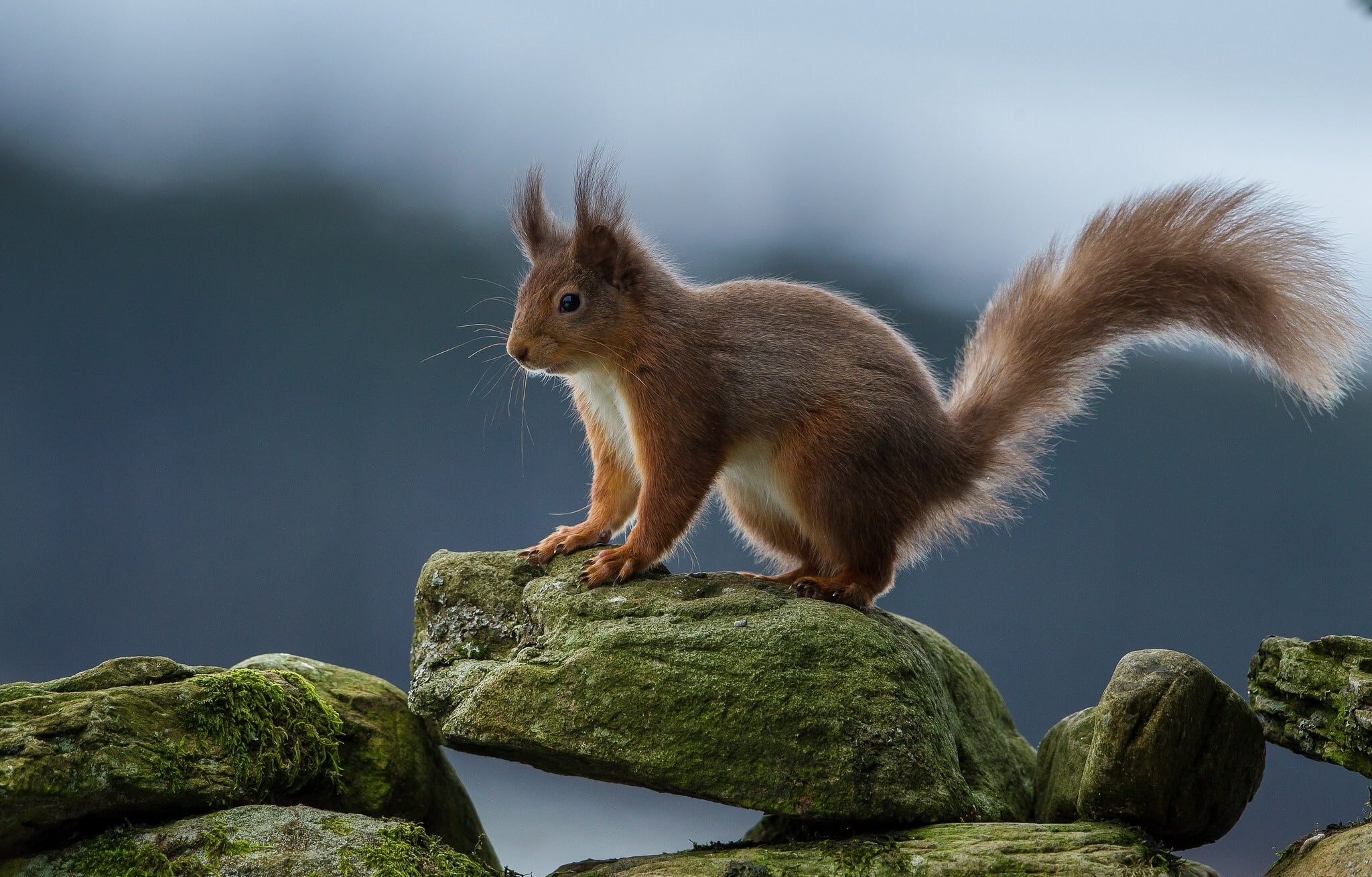 cute, fur, rocks, rock - object, brown, small, looking, squirrel, close-up, rodent, red, tail, profile view, rock, eating, animals In The Wild, no People, HD Wallpaper