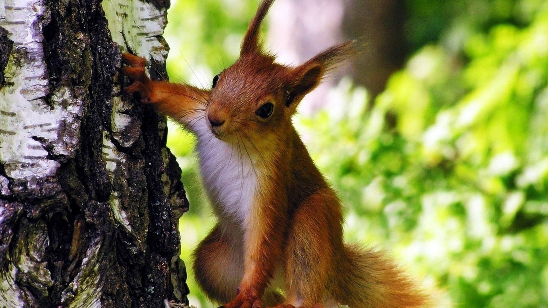 animal wildlife, nut - Food, climbing, plant, no People, forest, leaf, trunk, tree, animal, eating, bushy, red, looking, tail, outdoors, day, mammal, animal themes, HD Wallpaper