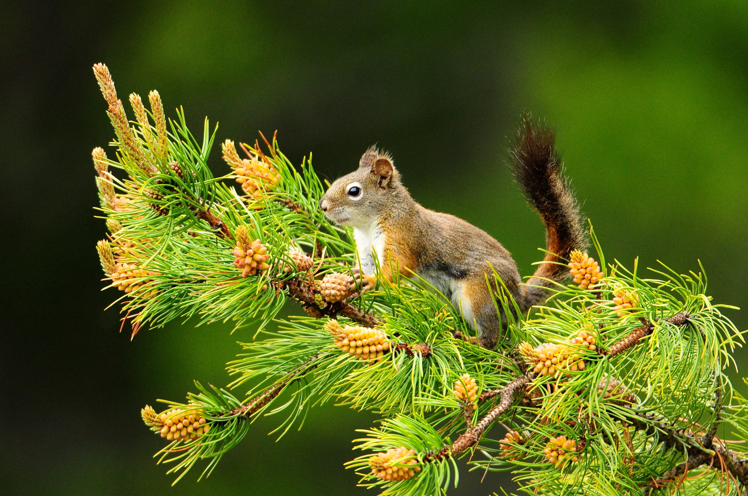 2K, cute, green Color, fur, pine, looking, branch, close-up, forest, woodland, tree, nature, brown, mammal, red, rodent, nut - Food, fluffy, bushy, animals In The Wild, HD Wallpaper