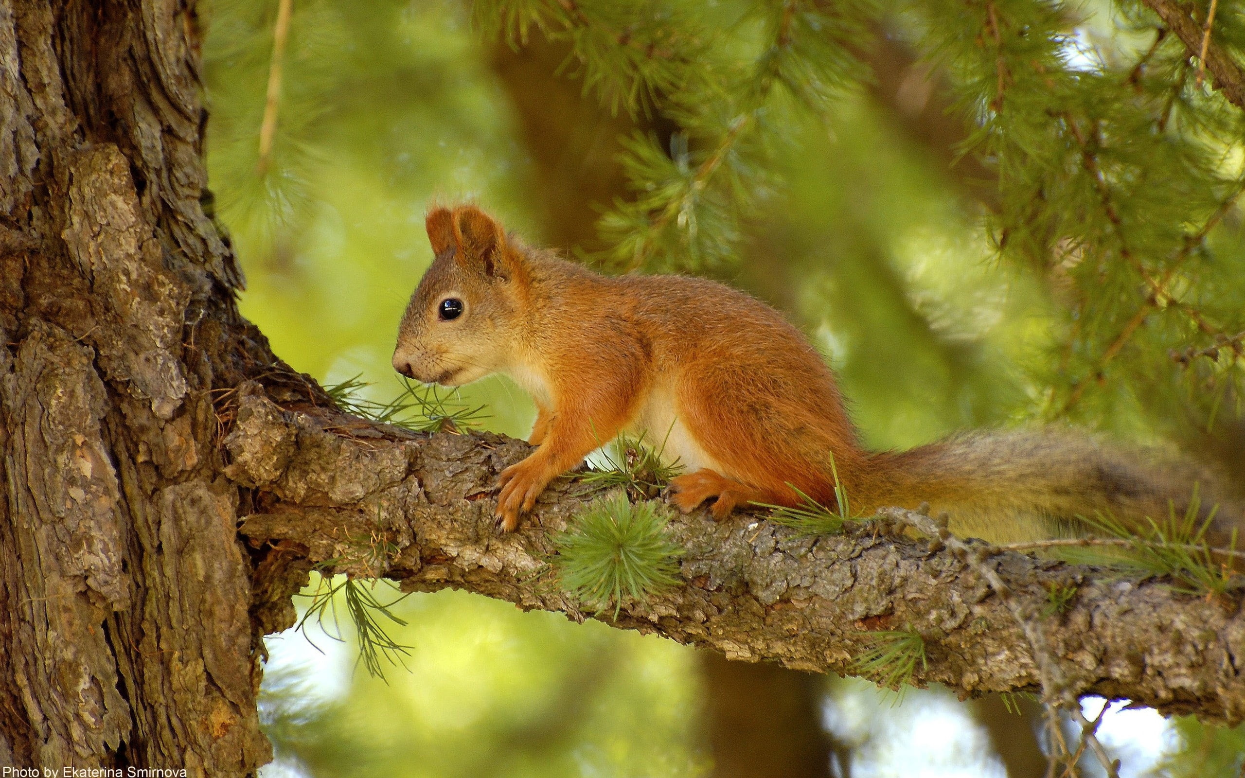 tree, animals In The Wild, looking, brown, rodent, nature, bark, plant, summer, tail, profile view, tree trunk, no people, forest, hunting, one Animal, HD Wallpaper