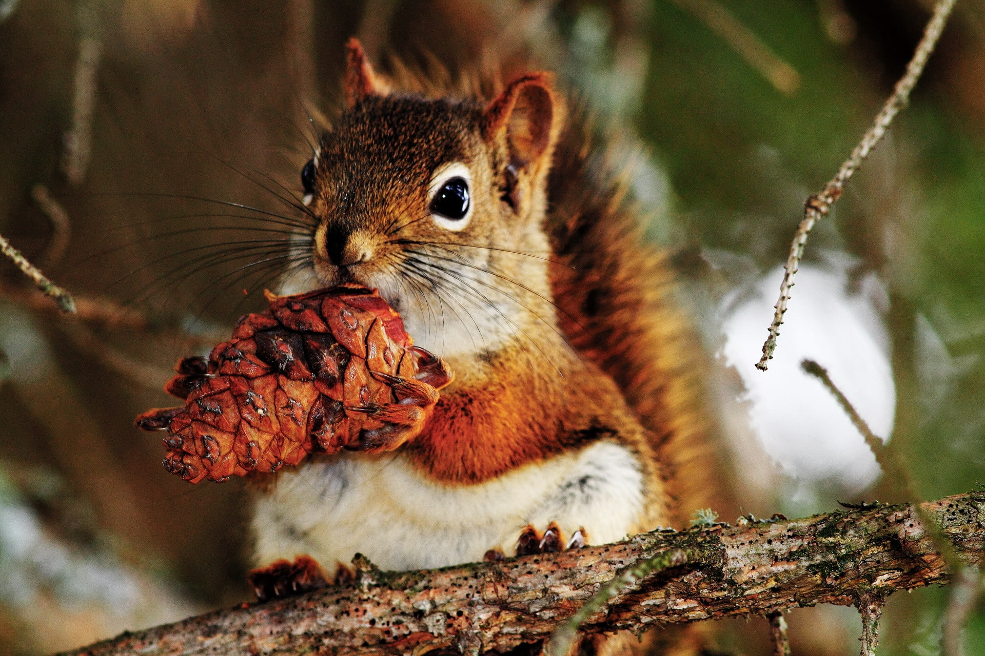 pine cone, 1080P, food, squirrel, branch, HD Wallpaper