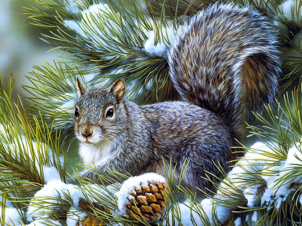 squirrel, squirrels, animals, sweet, nature, 480P, pine, animal, hd, snow, Christmas, winter, art, HD Wallpaper