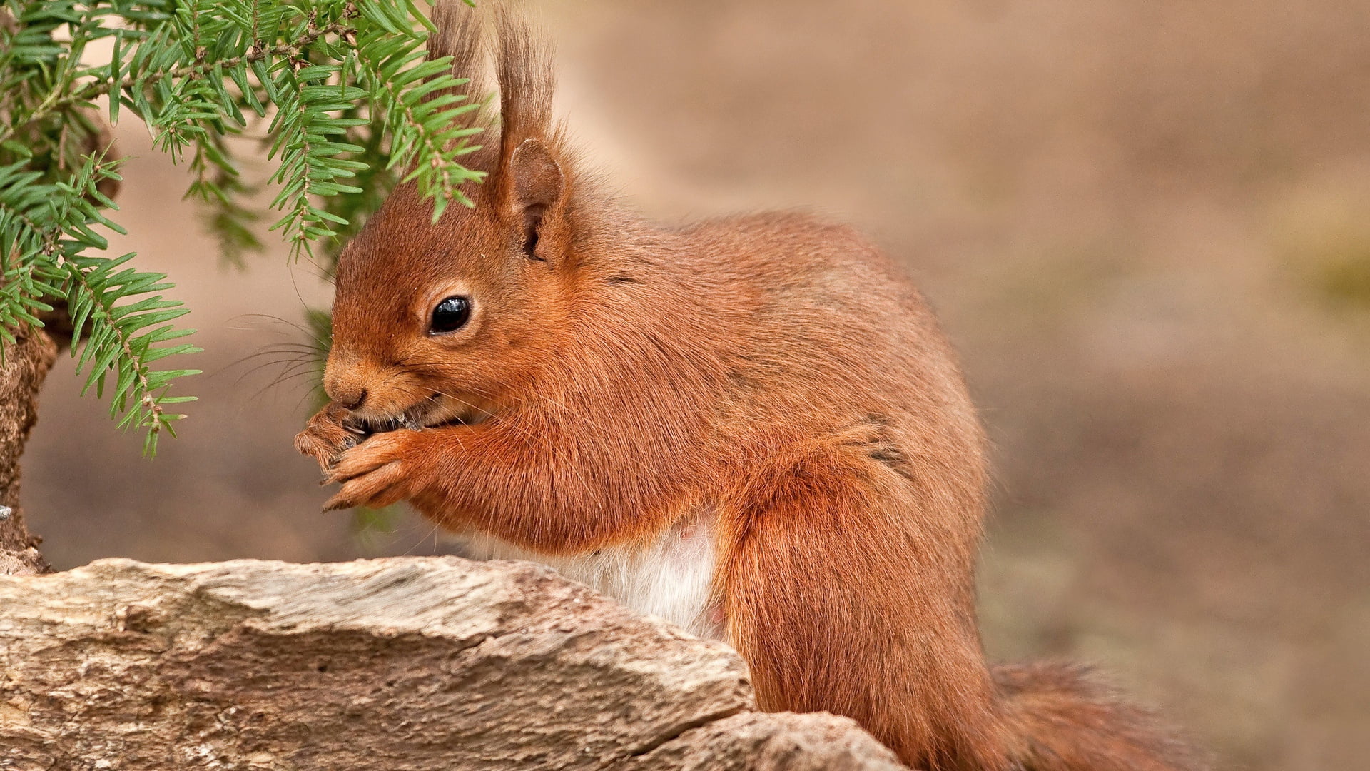 brown, focus on foreground, animal wildlife, vertebrate, outdoors, tree, rock, one animal, white, branch, hair, bright red color, mammal, day, rodent, nature, HD Wallpaper