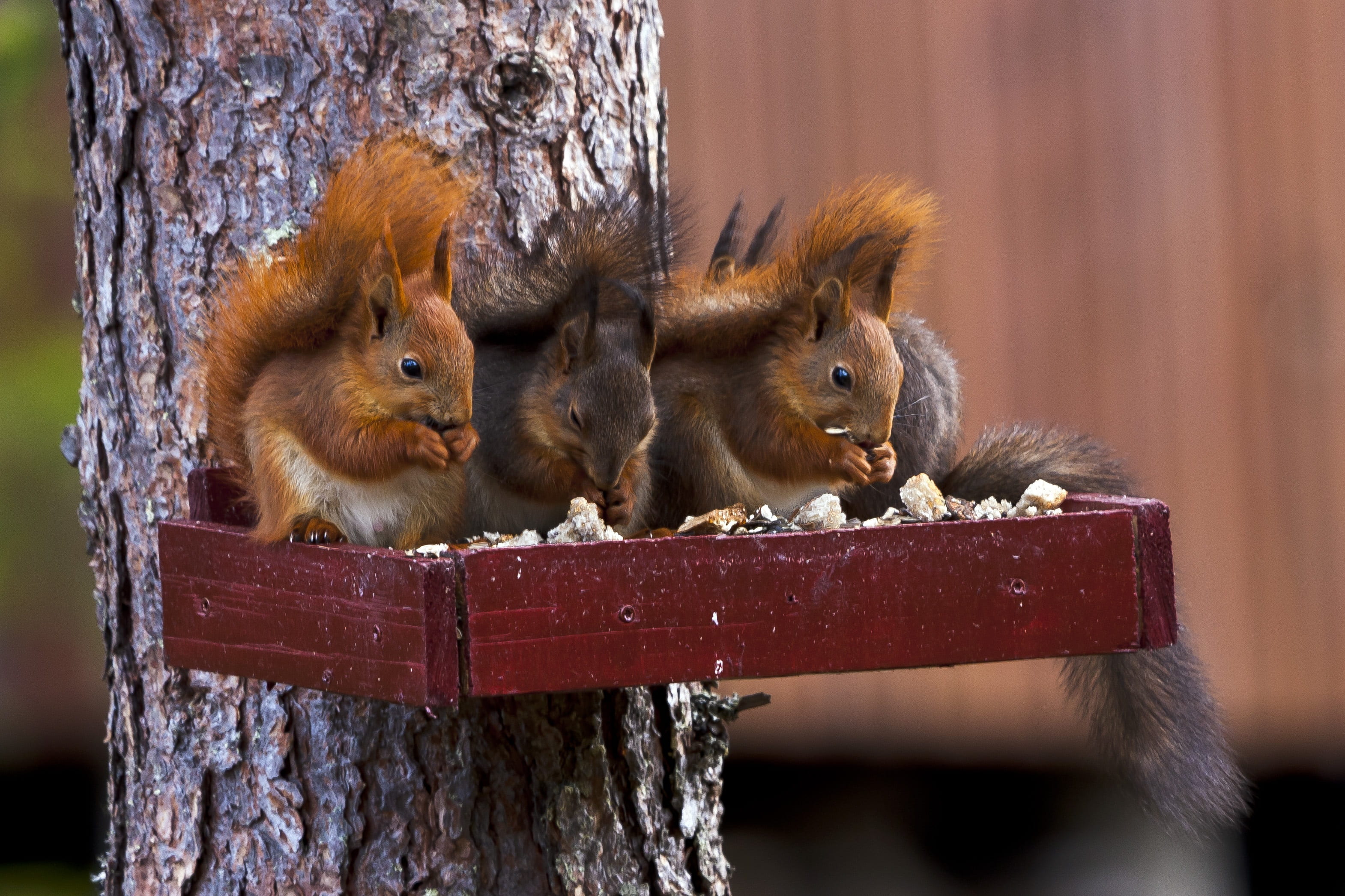 nature, squirrel, animal, rodent, group of animals, 2K, togetherness, tree, animal wildlife, wood, cute, brown, animals in the wild, pine, three, no people, HD Wallpaper