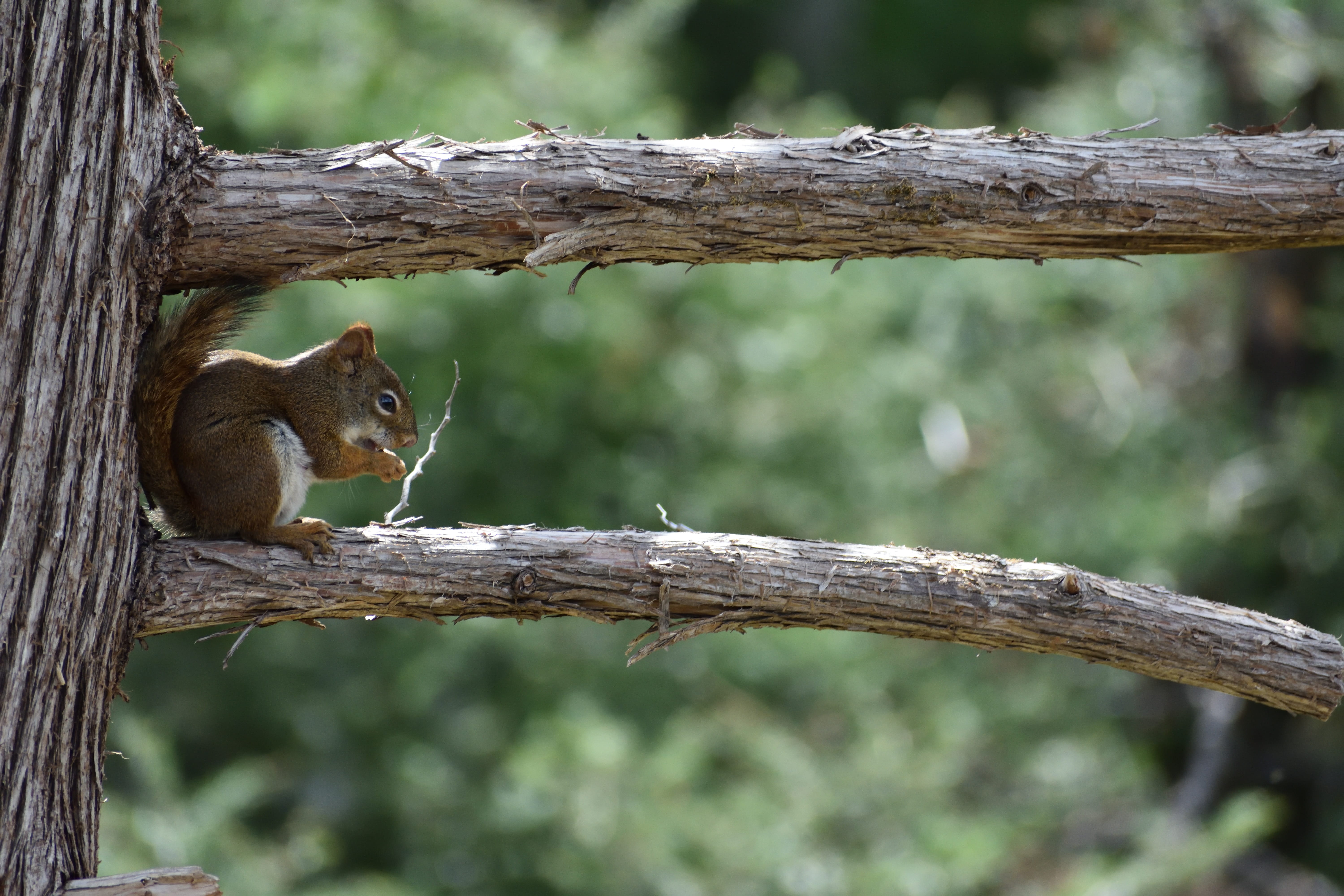 trunk, tree, natural, outdoors, whisker, animal wildlife, branch, animal themes, pine tree, squirrel, plant, tree trunk, no people, minnesota, nature, 5K, HD Wallpaper