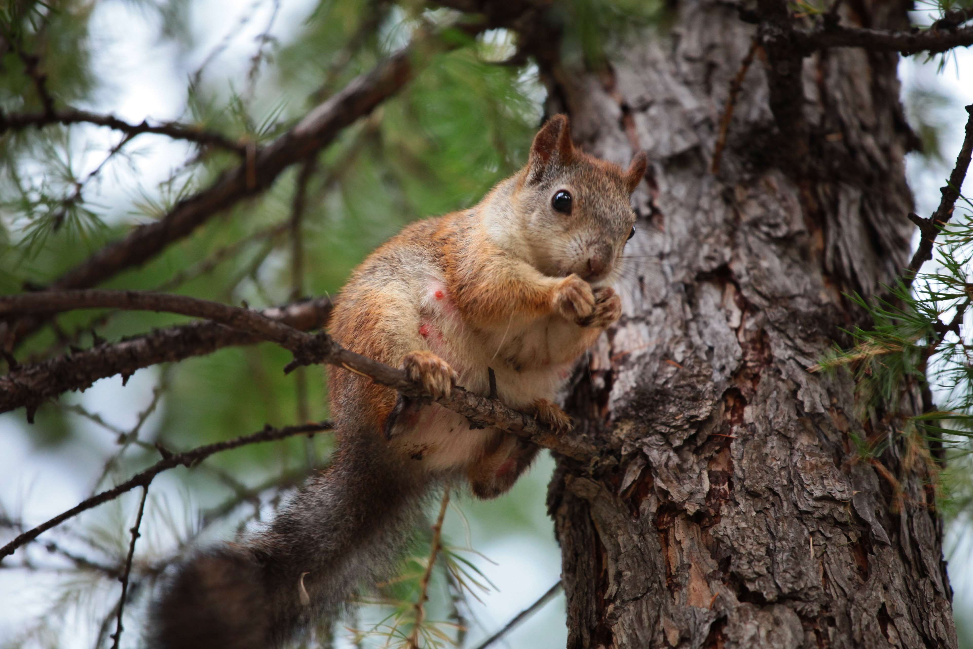 pine, one animal, forest, plant, city park, animals in the wild, day, park, trunk, animal wildlife, nature, vertebrate, focus on foreground, rodent, animal, HD Wallpaper