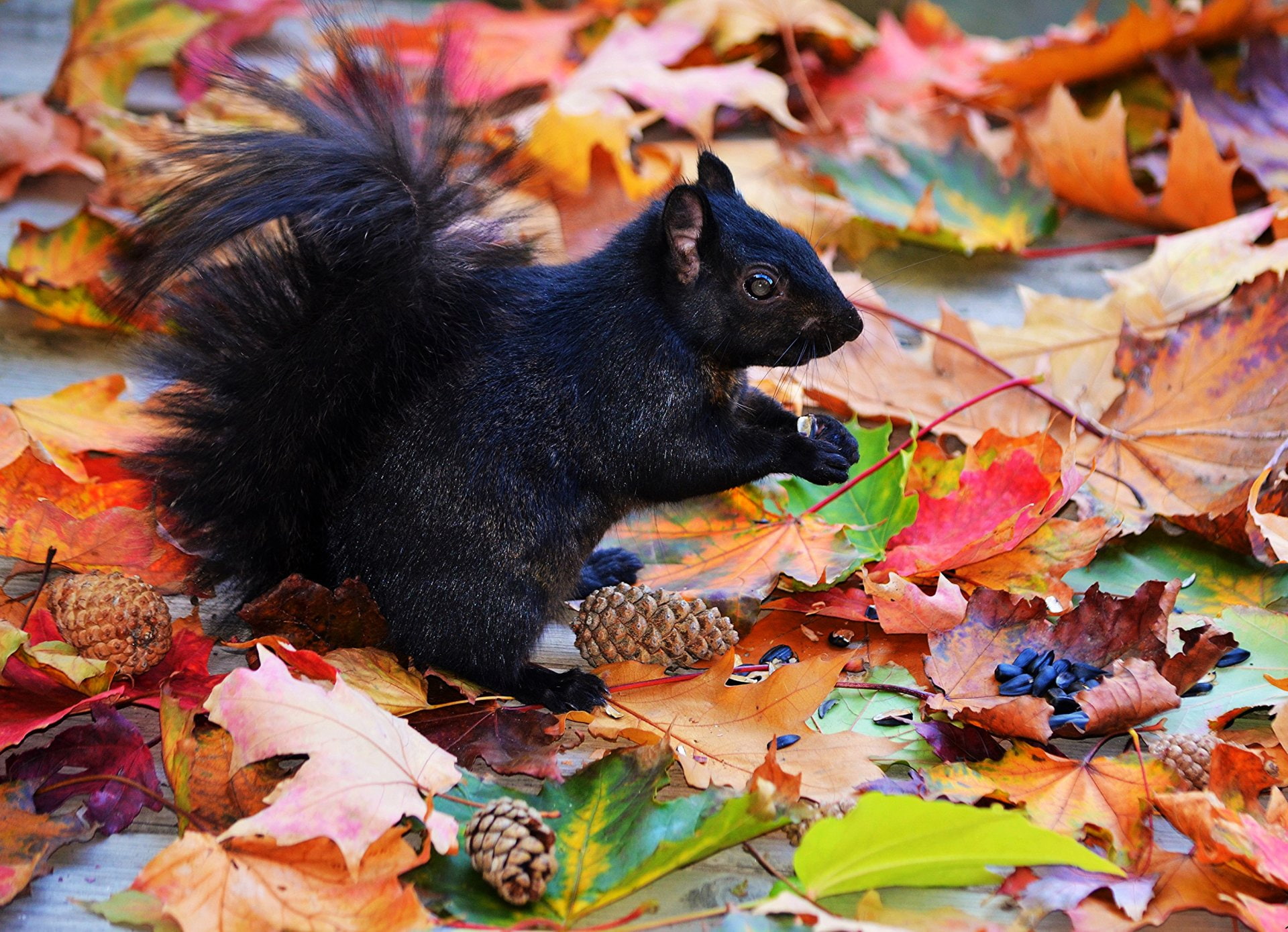 Leaf, 1080P, Fall, Wildlife, Animal, Pine Cone, Squirrel, HD Wallpaper