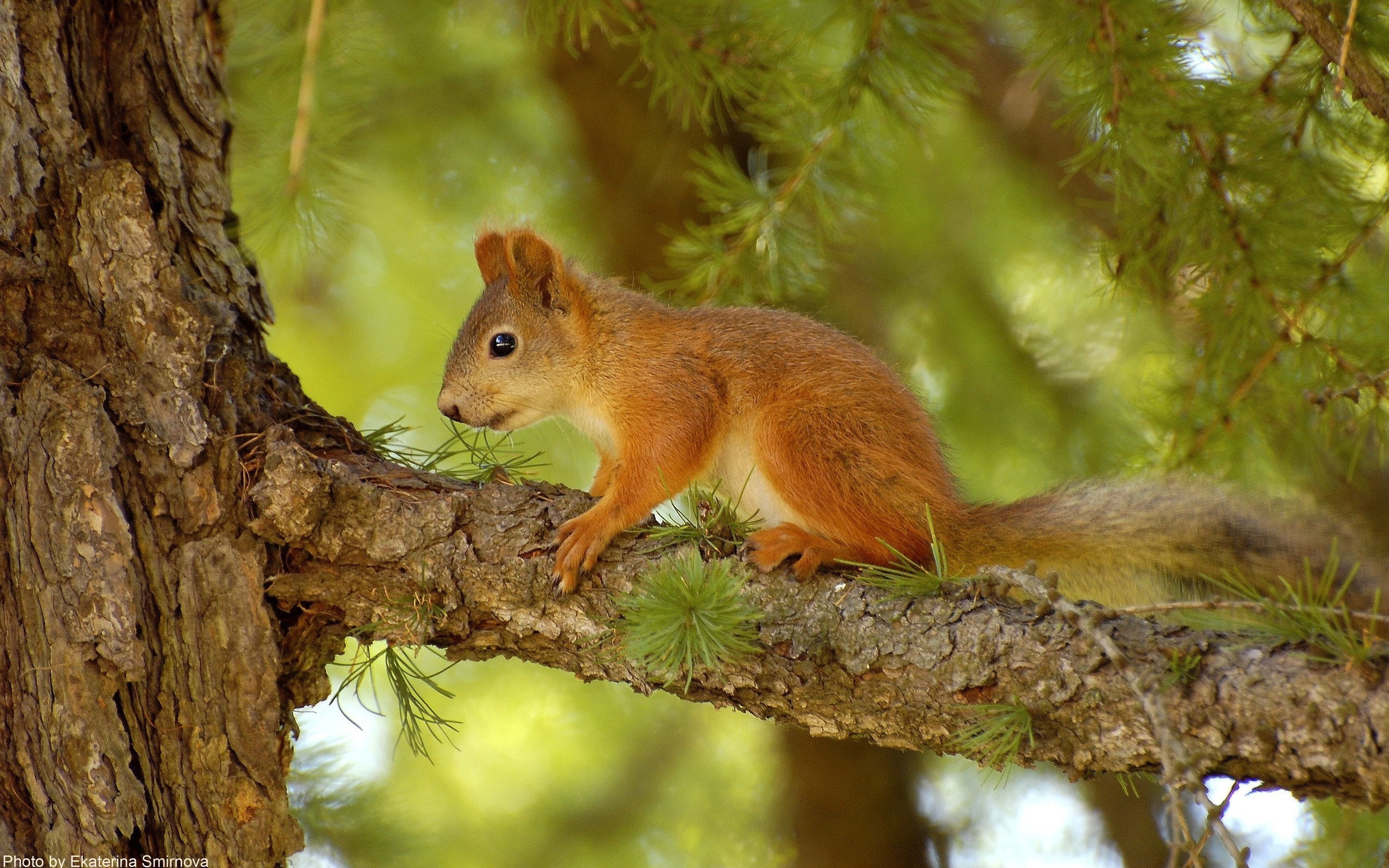 animal eye, bark, one animal, Hunting, mammal, Pine, Summer, Tree, no people, plant, animal wildlife, animal, outdoors, land, day, rodent, profile view, HD Wallpaper