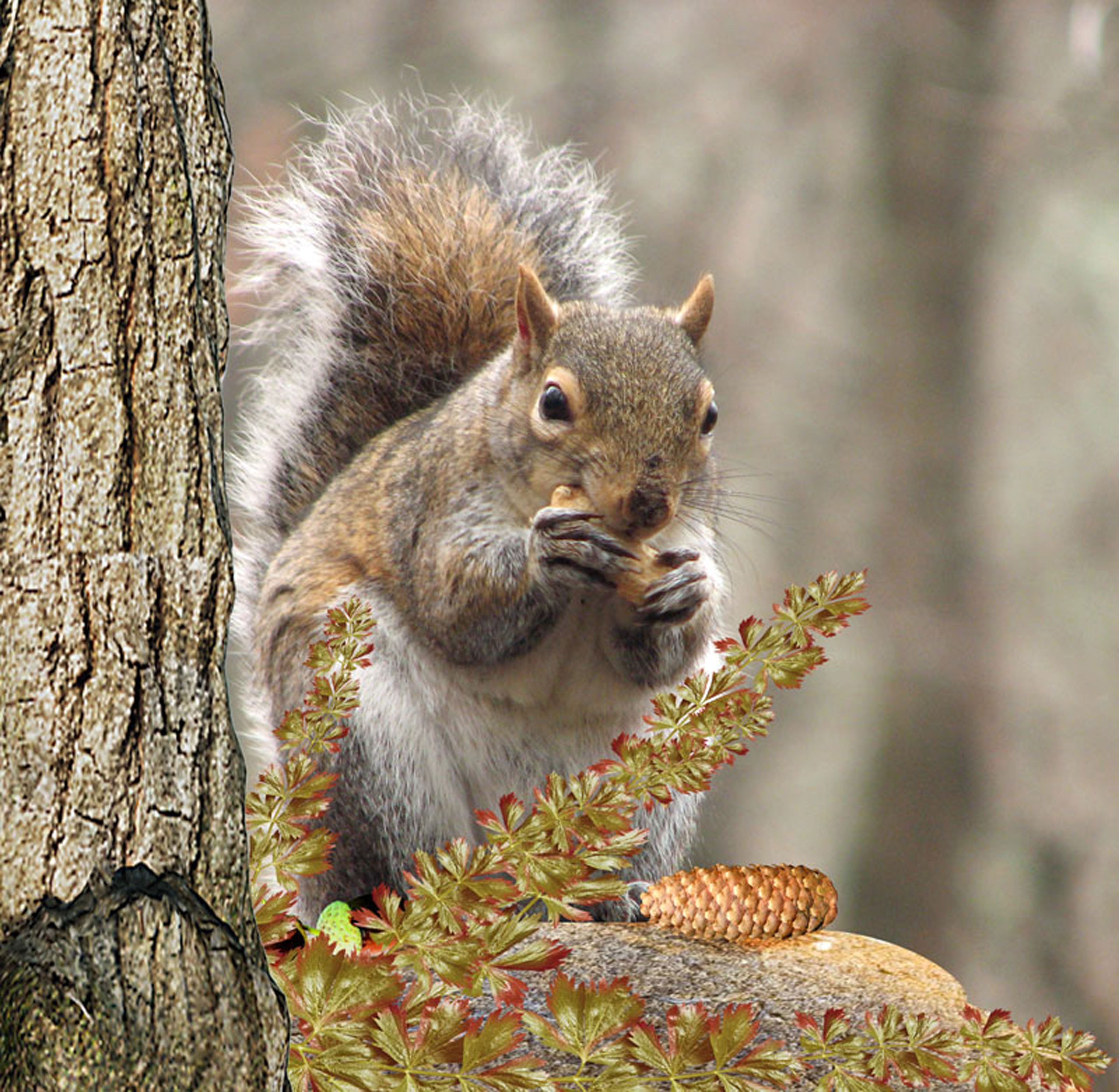 outdoors, close-up, animal, eating, animals in the wild, food, eat, plant, rodent, nature, nager, one animal, mammal, tree, wildlife, forest, squirrel, HD Wallpaper