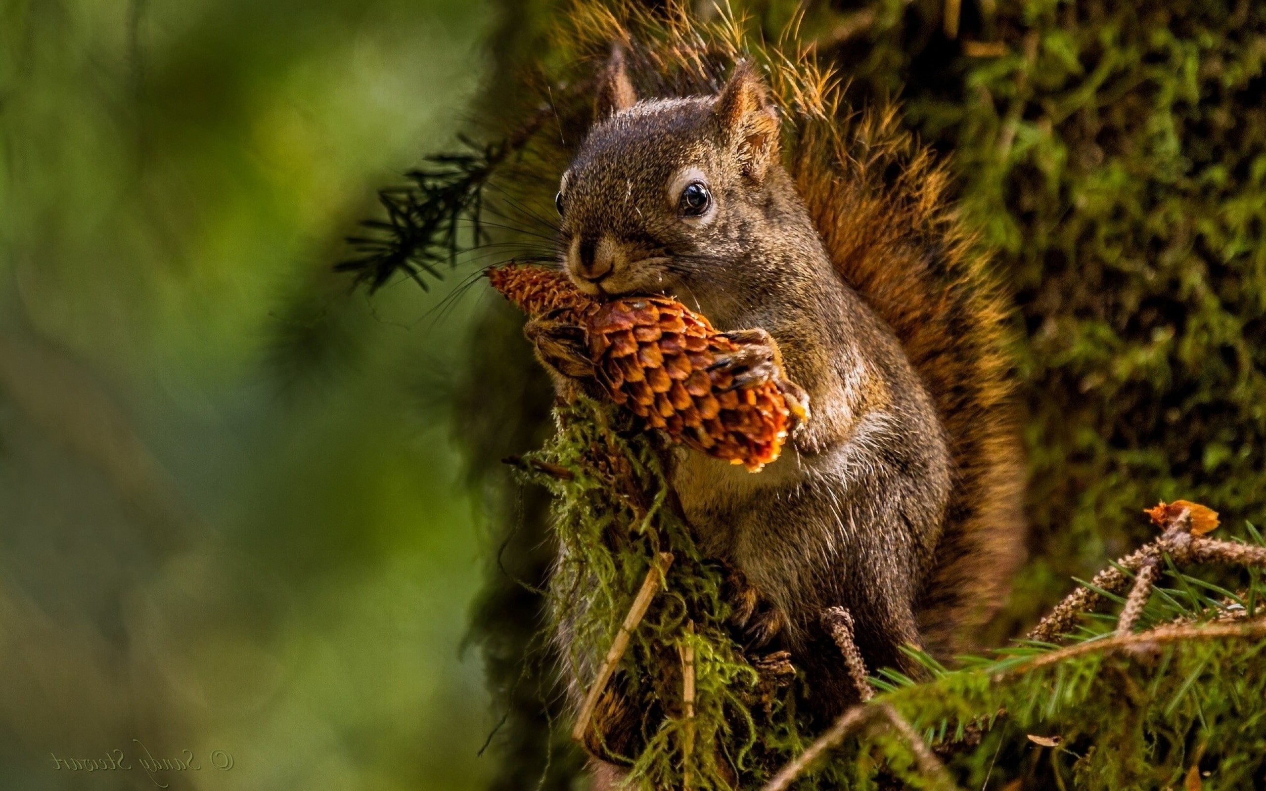 close-up, squirrel, animal themes, no people, plant, mammal, pine Cones, animals in the wild, 2K, one animal, focus on foreground, 2560x1600 px, food and drink, HD Wallpaper