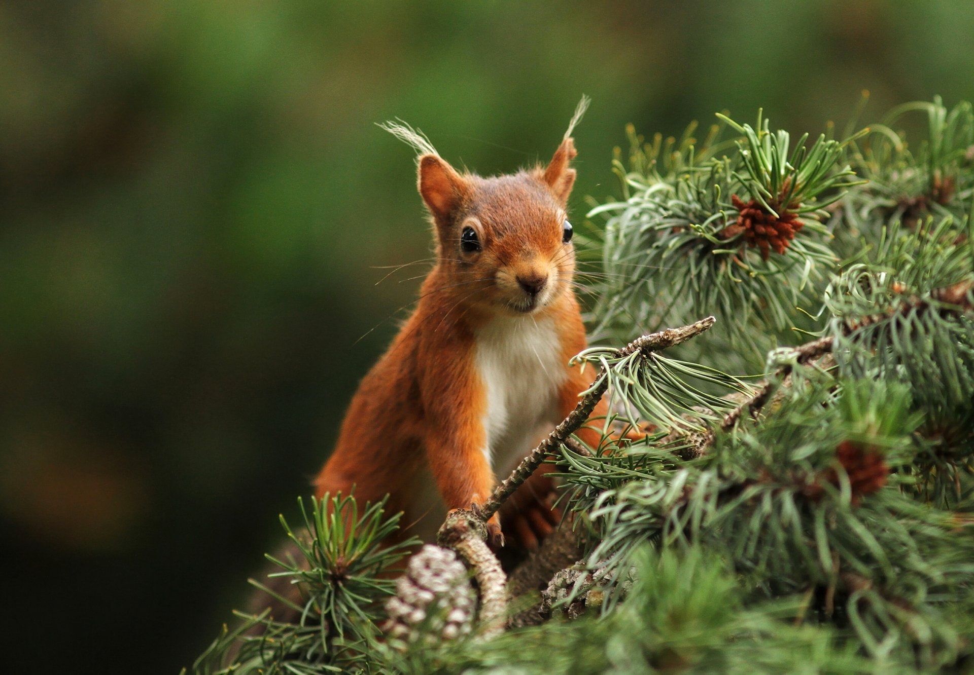 Pine Tree, Squirrel, 1080P, Animal, Rodent, HD Wallpaper