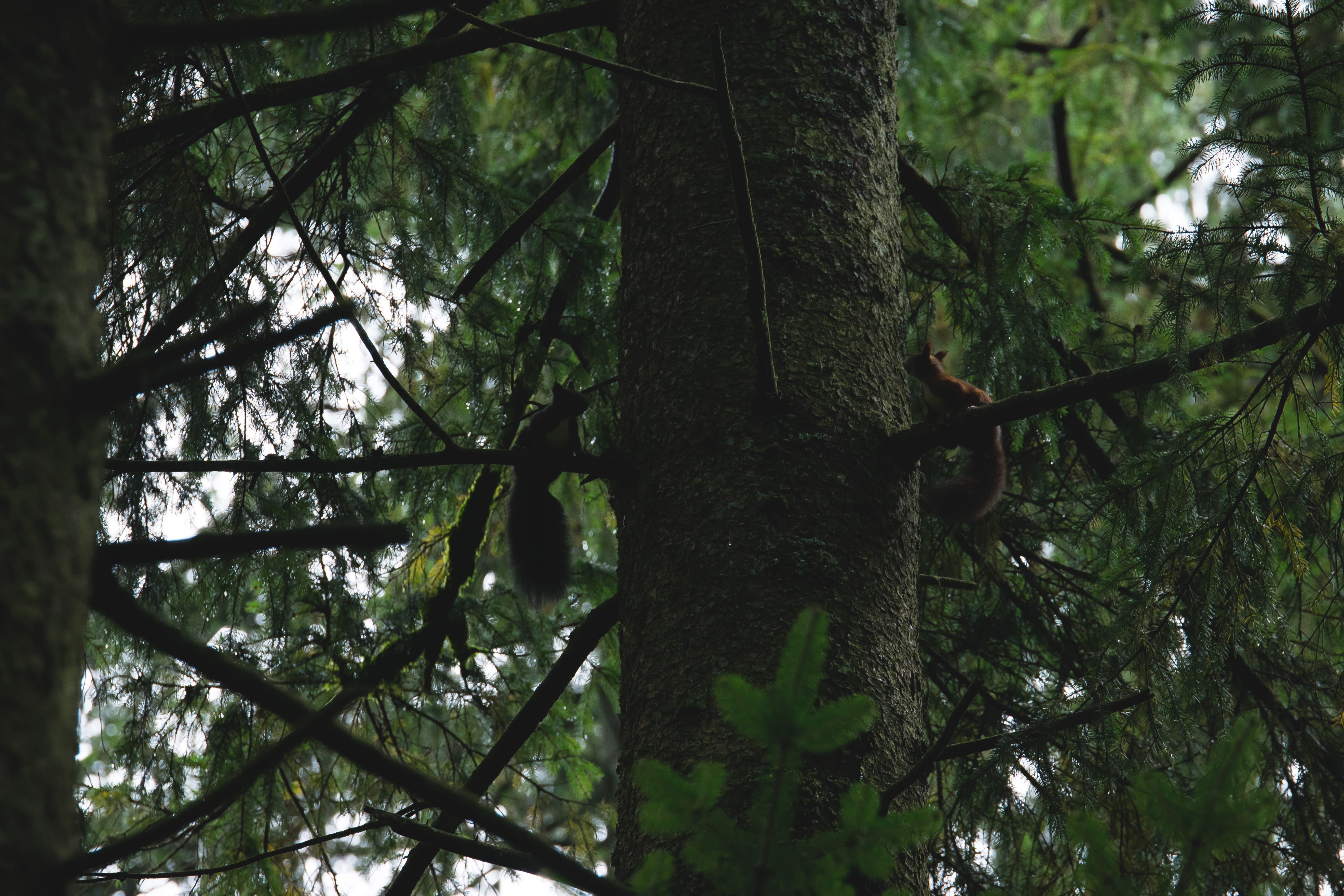 spruce, outdoors, branch, wood, 5K, tree canopy, land, woodland, beauty in nature, animal, rodent, bamboo - plant, sitting, low angle view, tranquility, HD Wallpaper