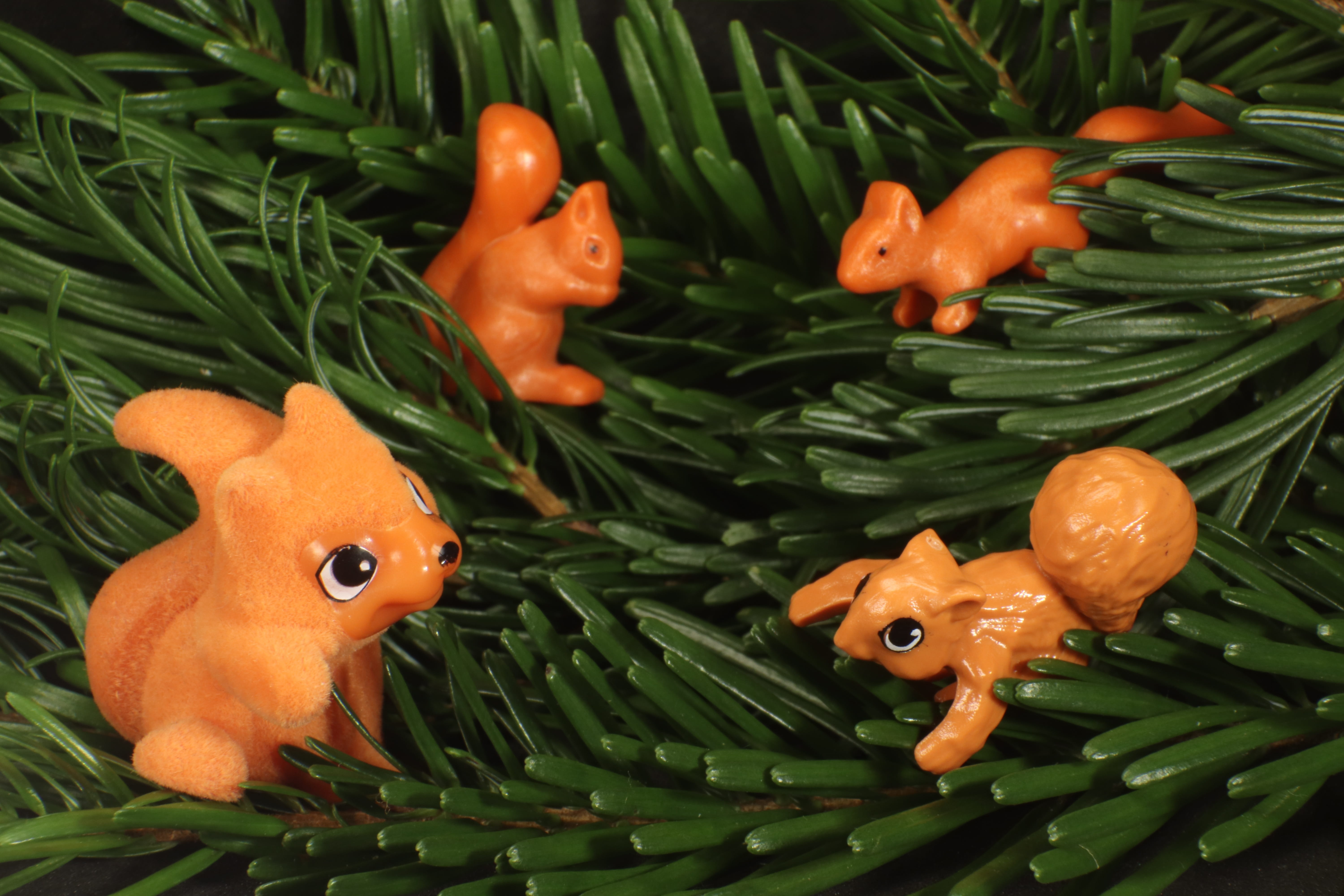 animal world, freshness, indoors, orange, branch, representation, toys, food, no people, vegetable, rodent, pine needles, animal, green, nest, forest, 5K, HD Wallpaper