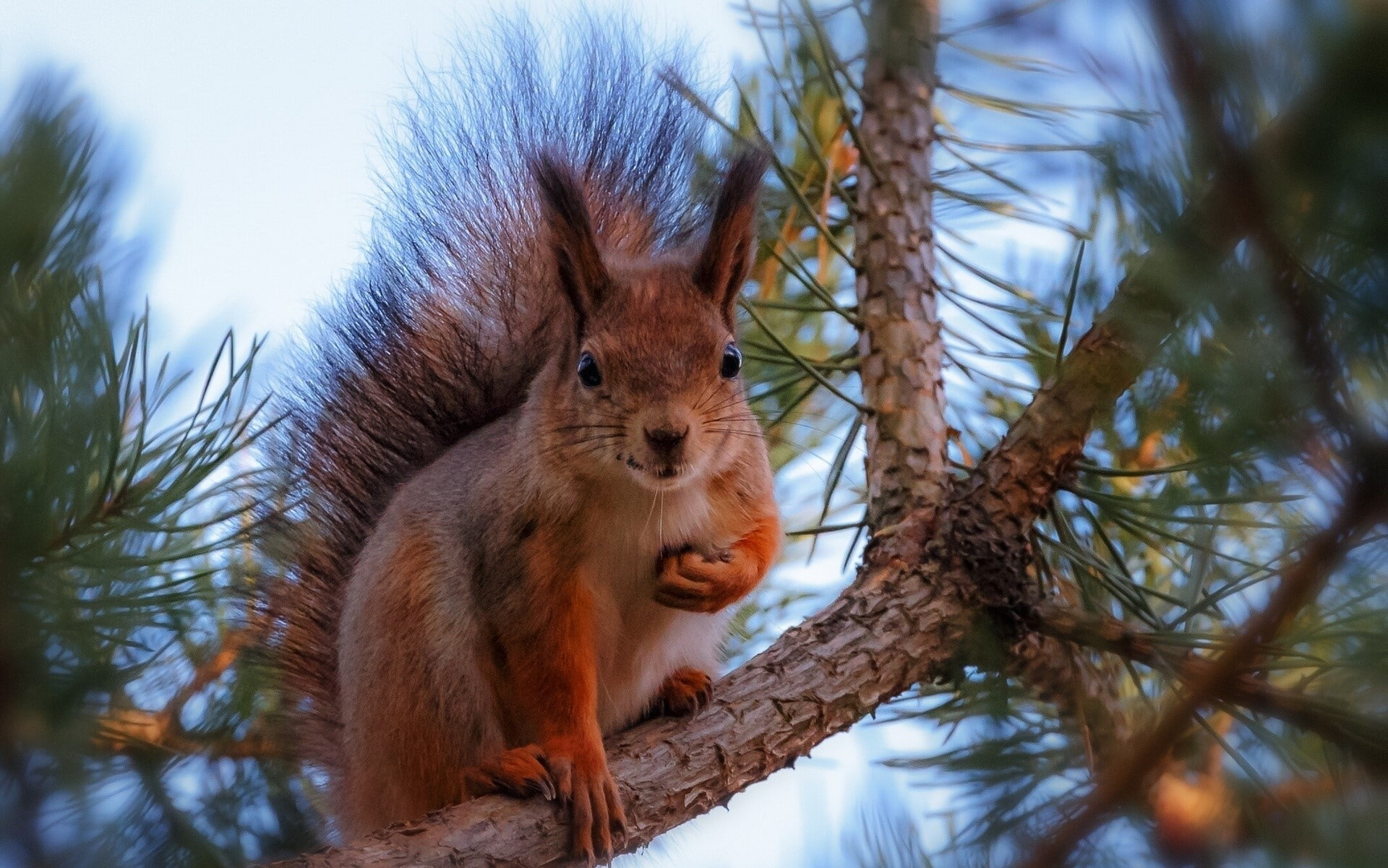animal wildlife, nature, rodent, Pine, animals in the wild, Squirrel, no people, sky, vertebrate, primate, animal themes, selective focus, tree, low angle view, HD Wallpaper