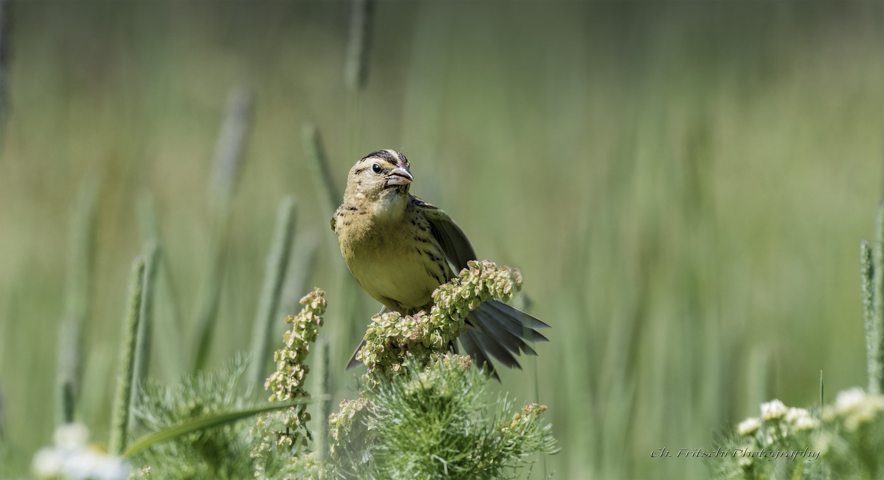 Bobolink, Boucherville  Québec, wildlife, la, outdoors, de, bird, 2K, Wow, nature, Parc, Canada, oryzivorus, dolichonyx, beak, untitled, feather, Dolichonyx oryzivorus, HD Wallpaper