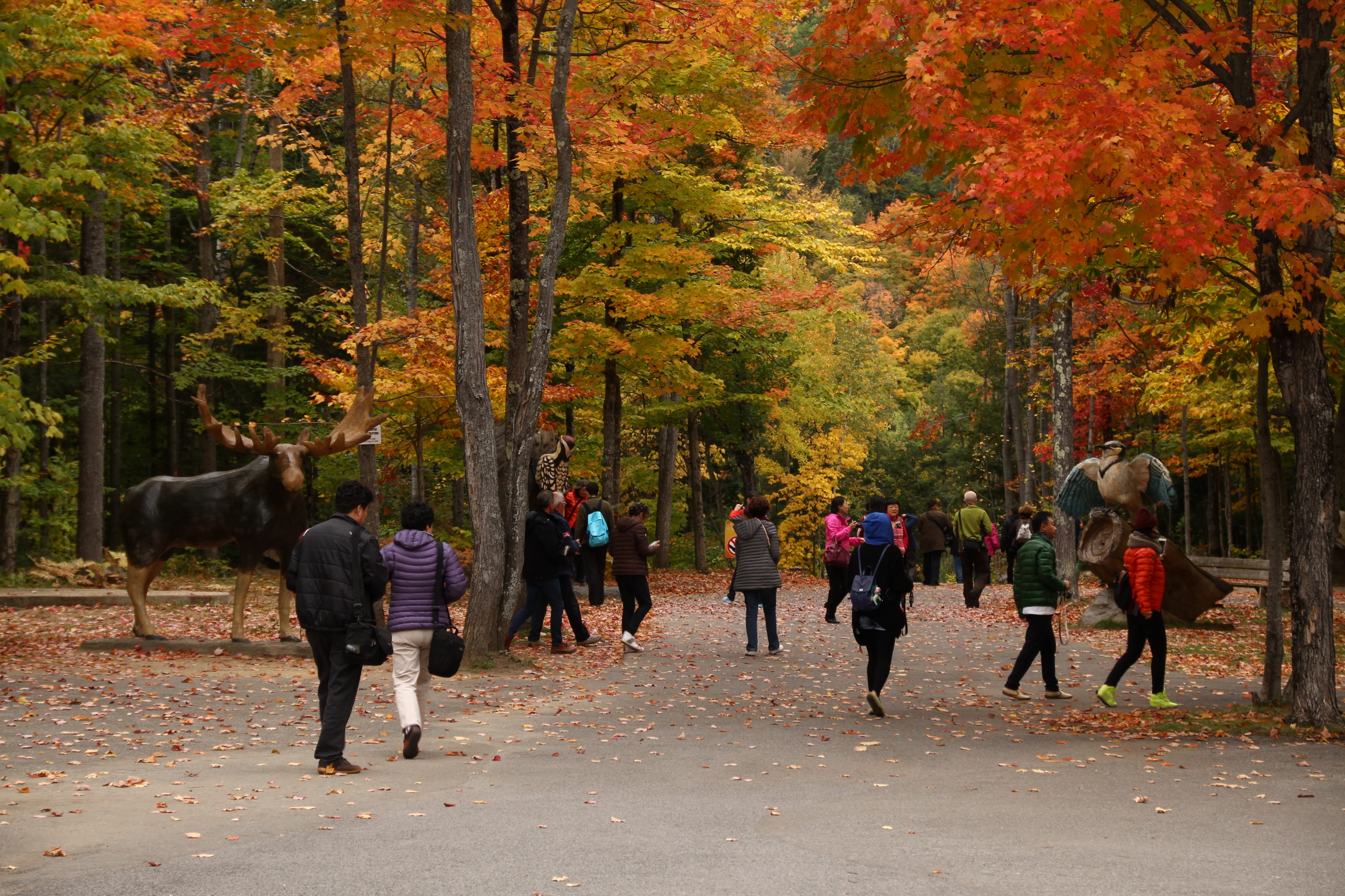 real people, domestic, change, canyon st anne, group of people, 5K, land, nature, beauty in nature, animal wildlife, tree, québec, full length, outdoors, HD Wallpaper