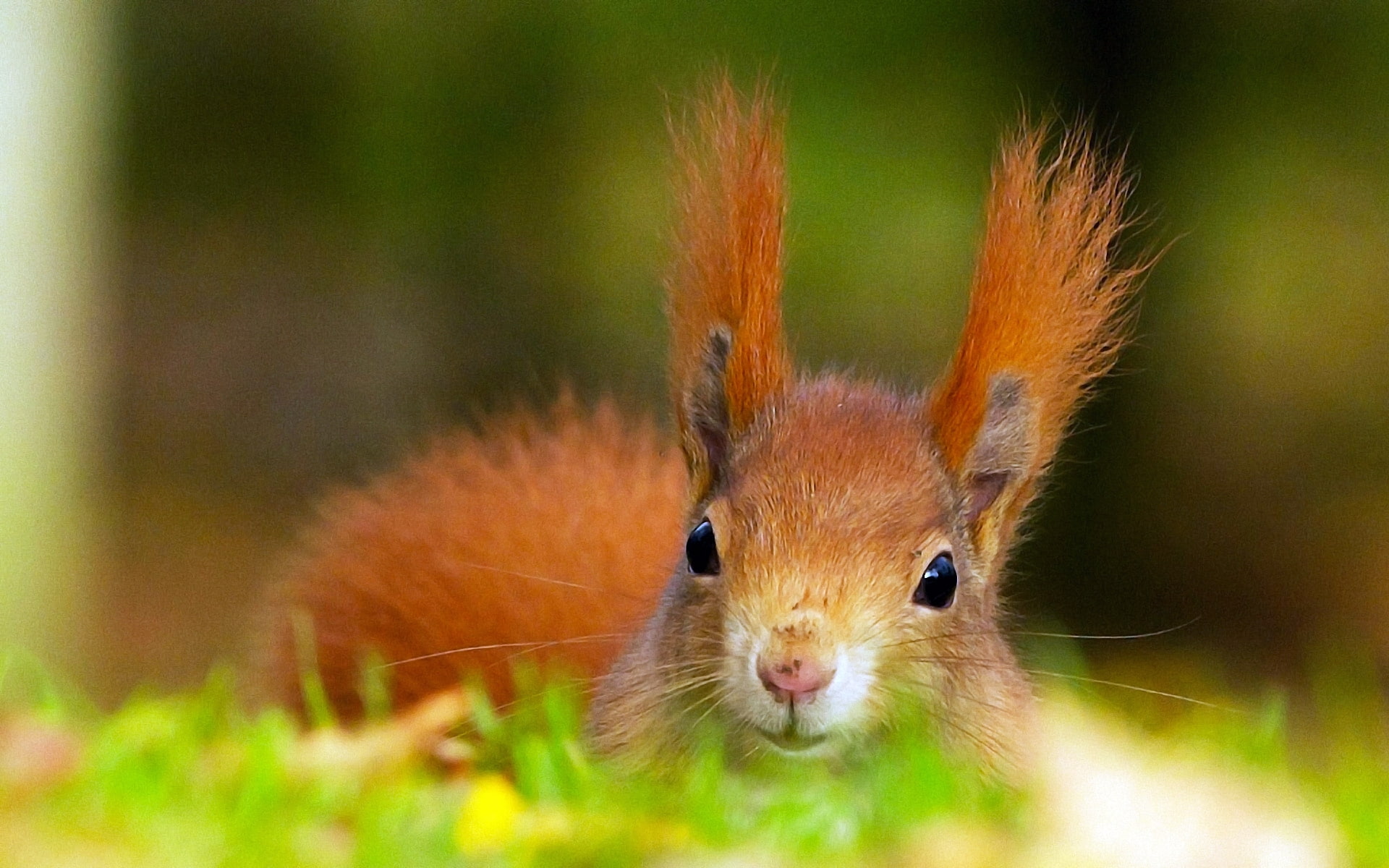 1080P, squirrel, red, HD Wallpaper