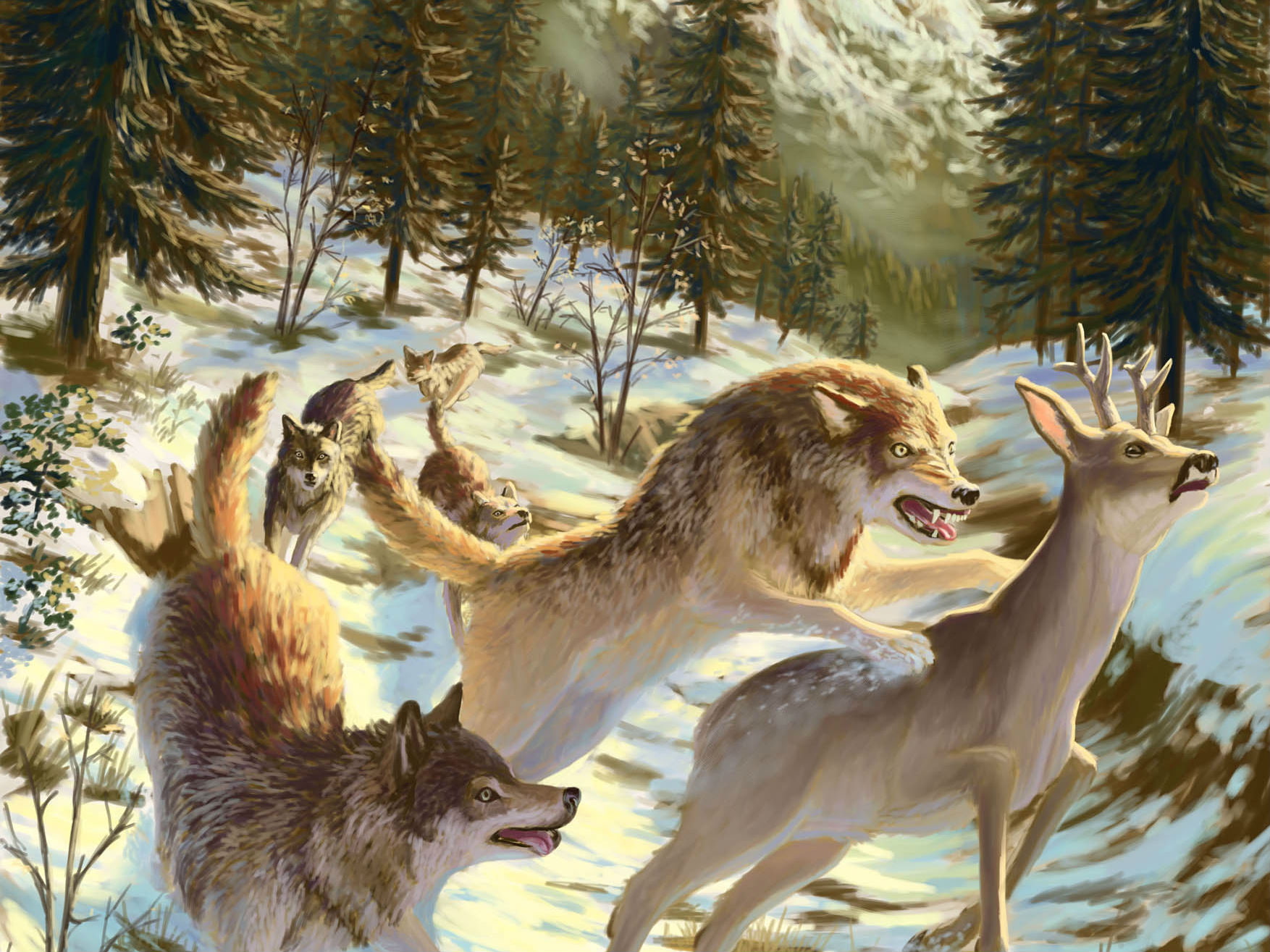 art, plant, two animals, 720P, wolf, cold temperature, day, field, aggression, animals in the wild, predator, animal, winter, group of animals, nature, HD Wallpaper