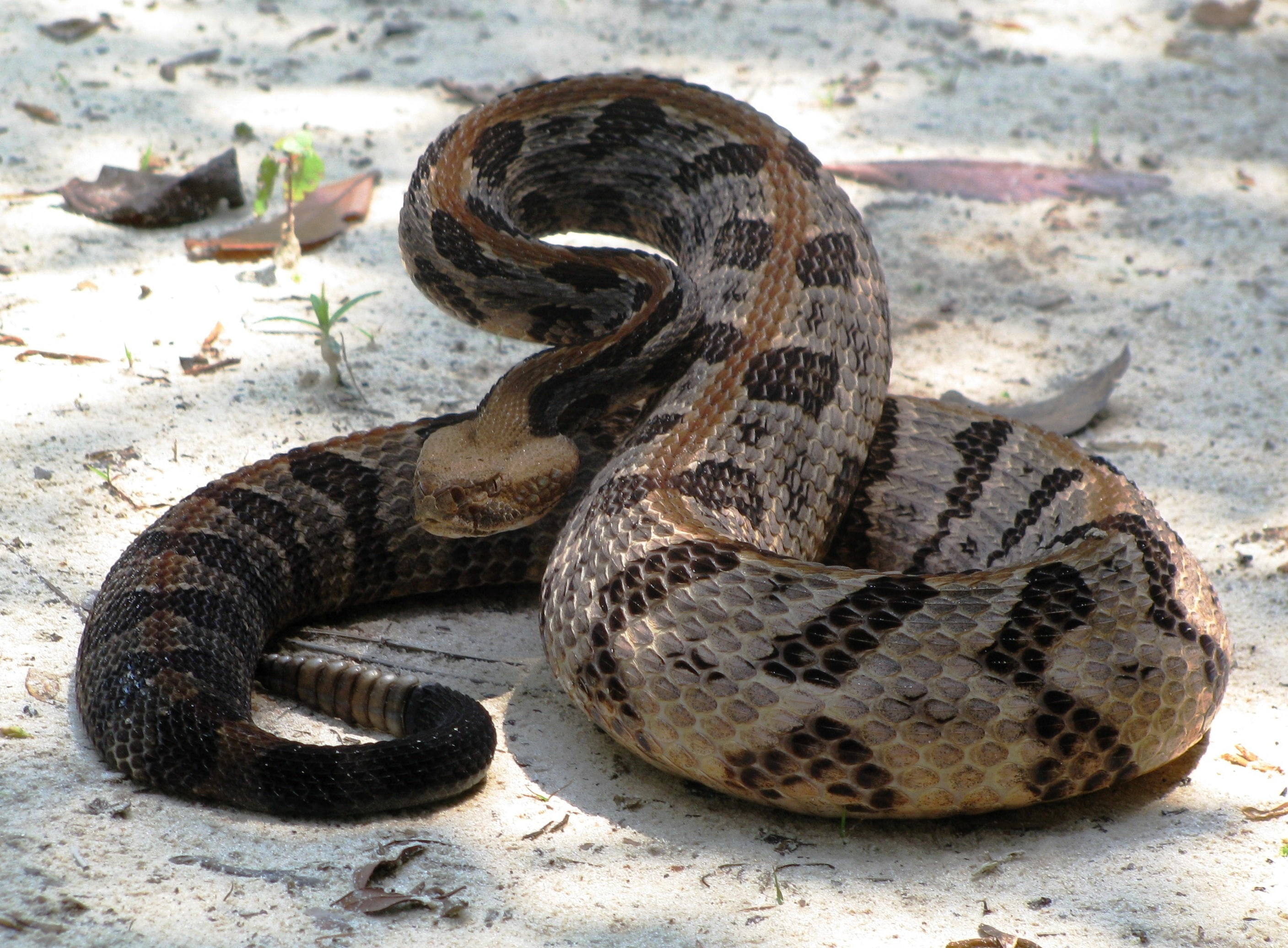 reptile, snakes, animal wildlife, snake, poisonous, aggression, high angle view, vertebrate, day, one animal, ground, land, nature, animal, Ge, animal scale, HD Wallpaper