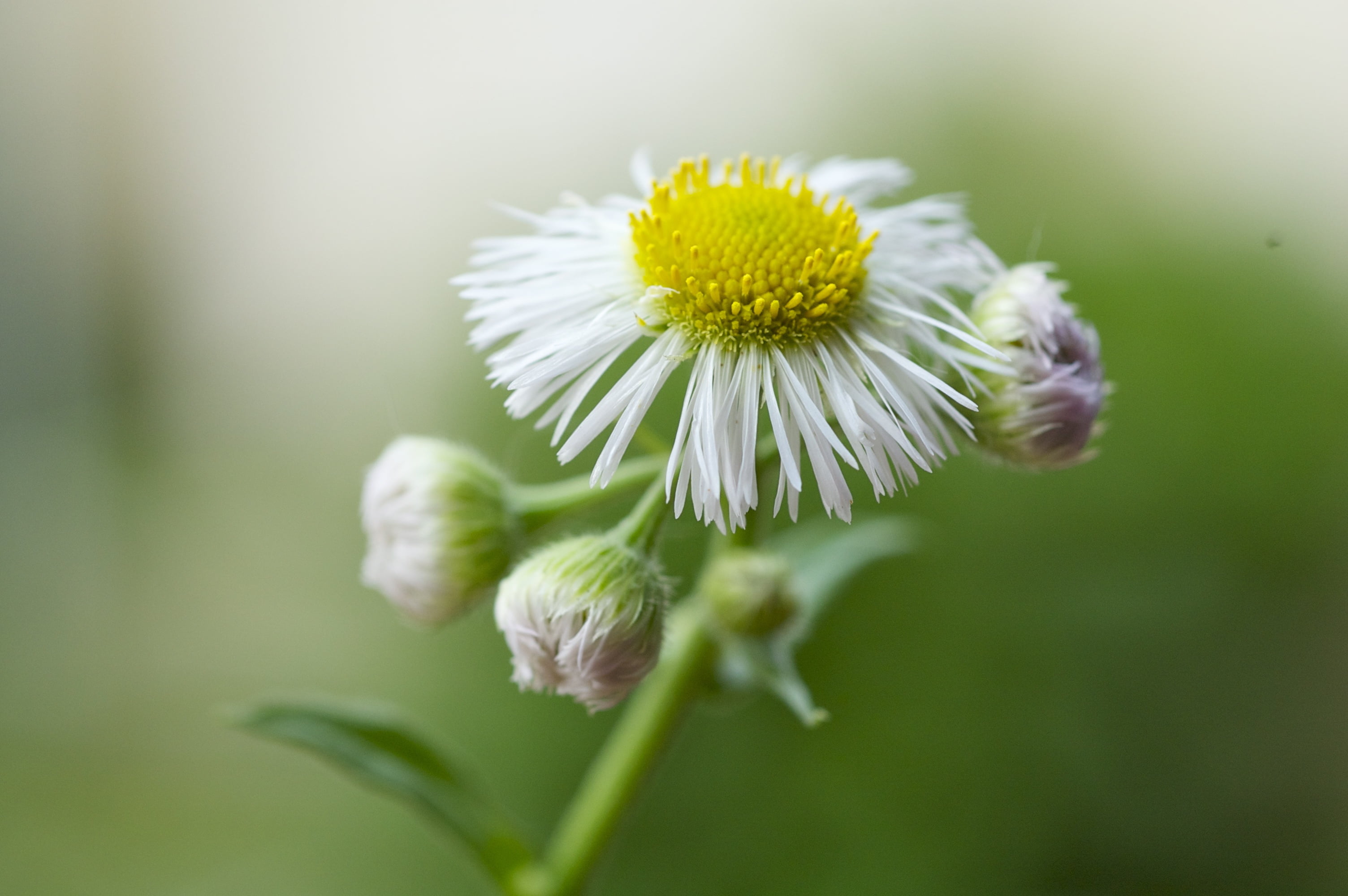 photography, mama, nature, closeup photography, Mommy, Mom, son  daughter, macro, love, white flower, yellow, 2K, Creative Commons, Mothers Day, closeup, HD Wallpaper