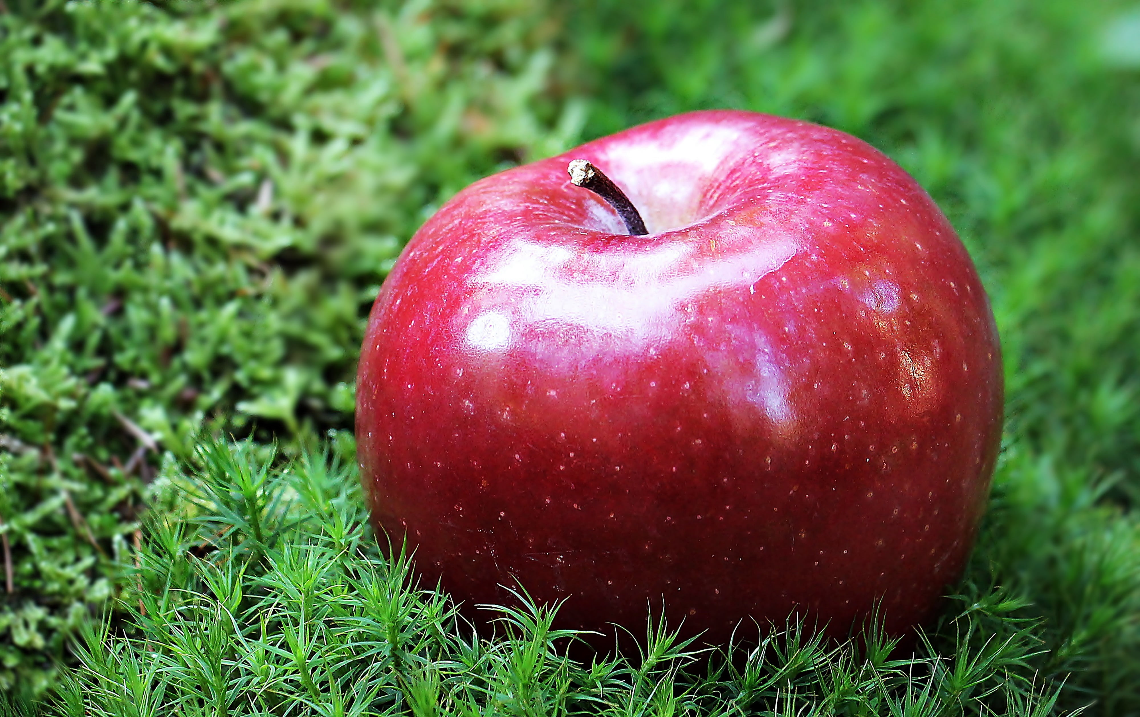 outdoors, shiny, benefit from, nature, 4K, sunlight, coloring group a, red apple, sweet, single object, eat, red, apple, day, vitamins, delicious, bless you, HD Wallpaper