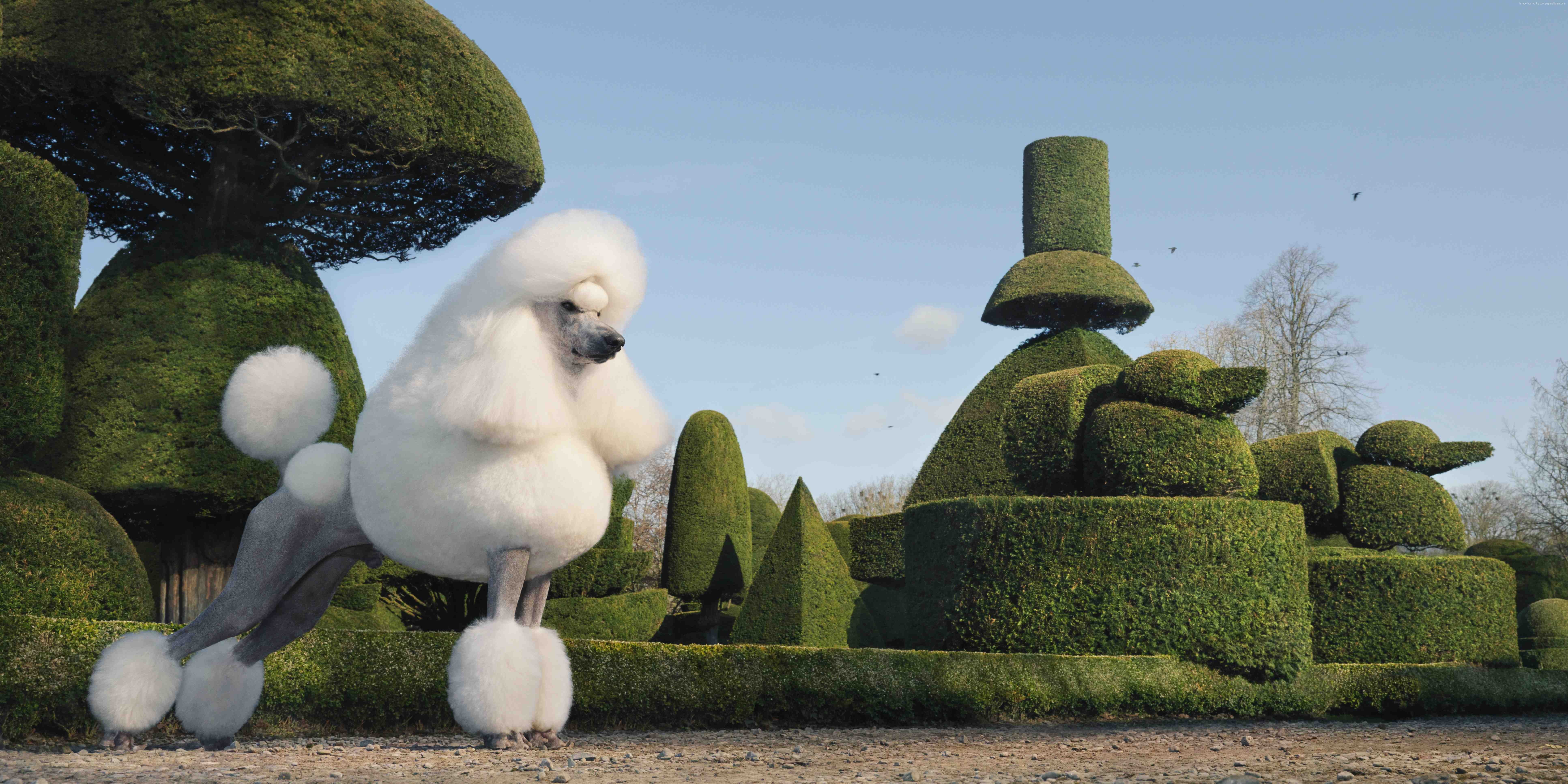 8K, grass, poodle, dog, cute animals, HD Wallpaper