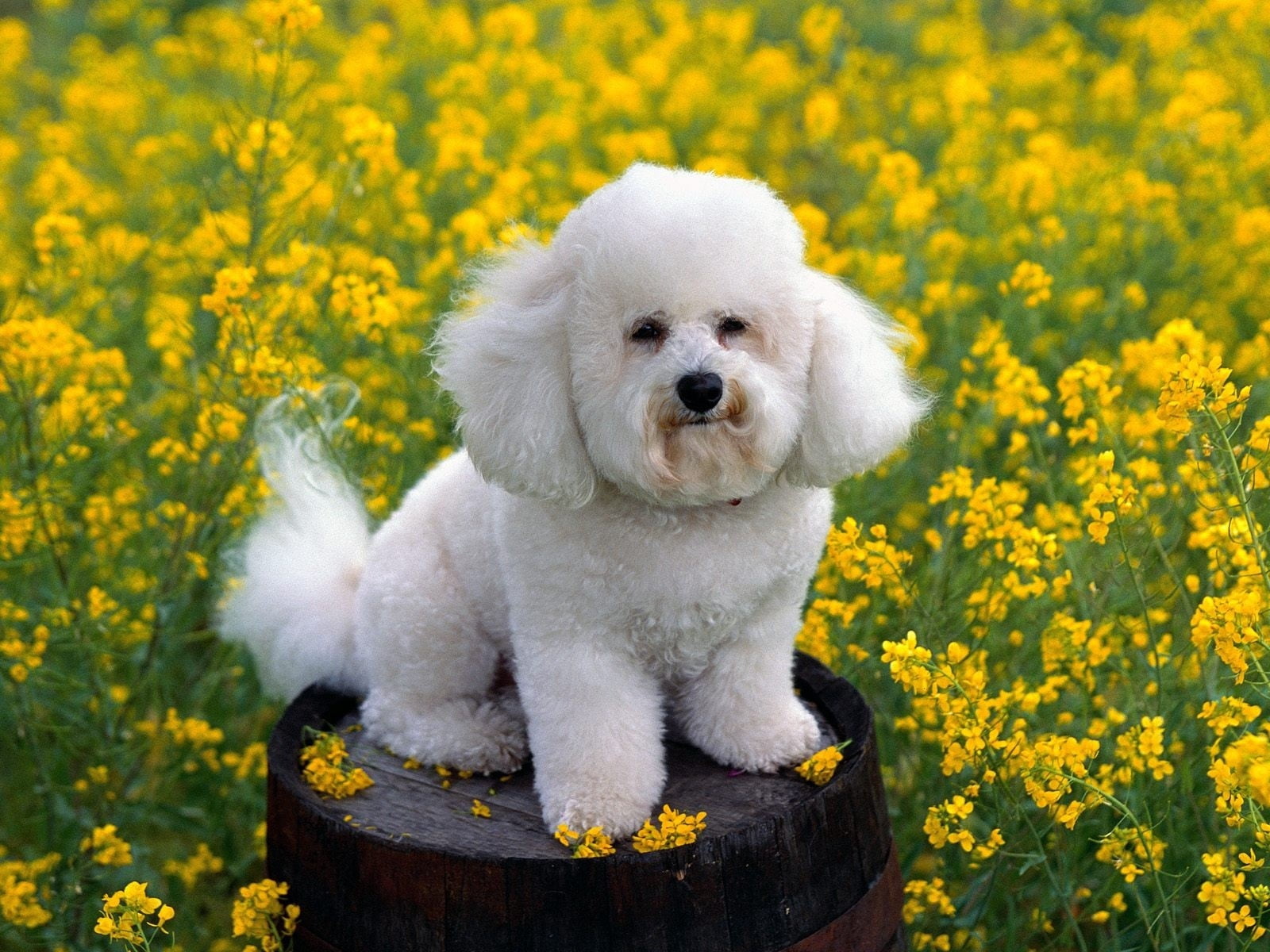 nature, bichon, meadow, flower, green Color, summer, 720P, plant, canine, flowering plant, one animal, yellow, beautiful, small, mammal, outdoors, oilseed Rape, HD Wallpaper