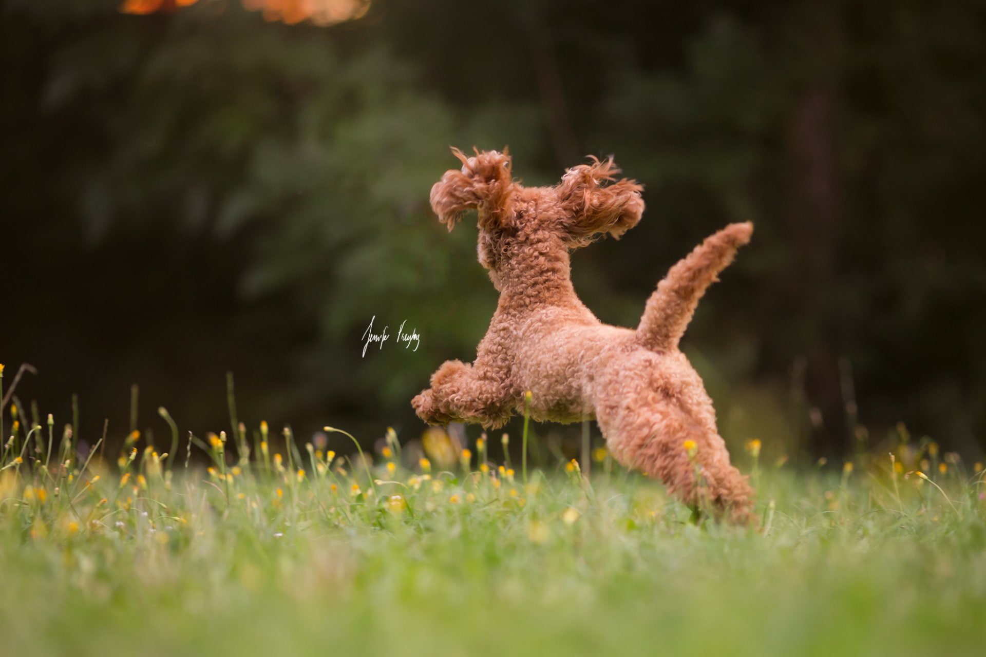1080P, Dogs, Poodle, HD Wallpaper
