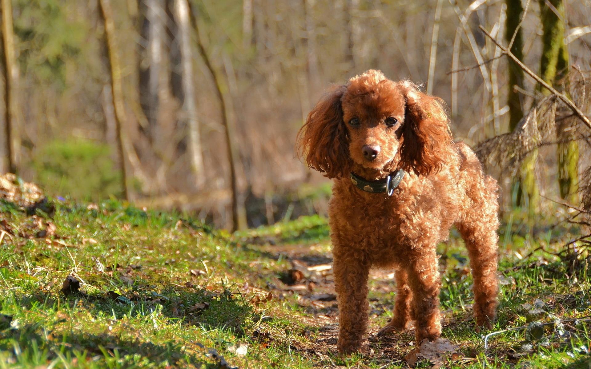 poodle, 1080P, animal, animals, dogs, HD Wallpaper