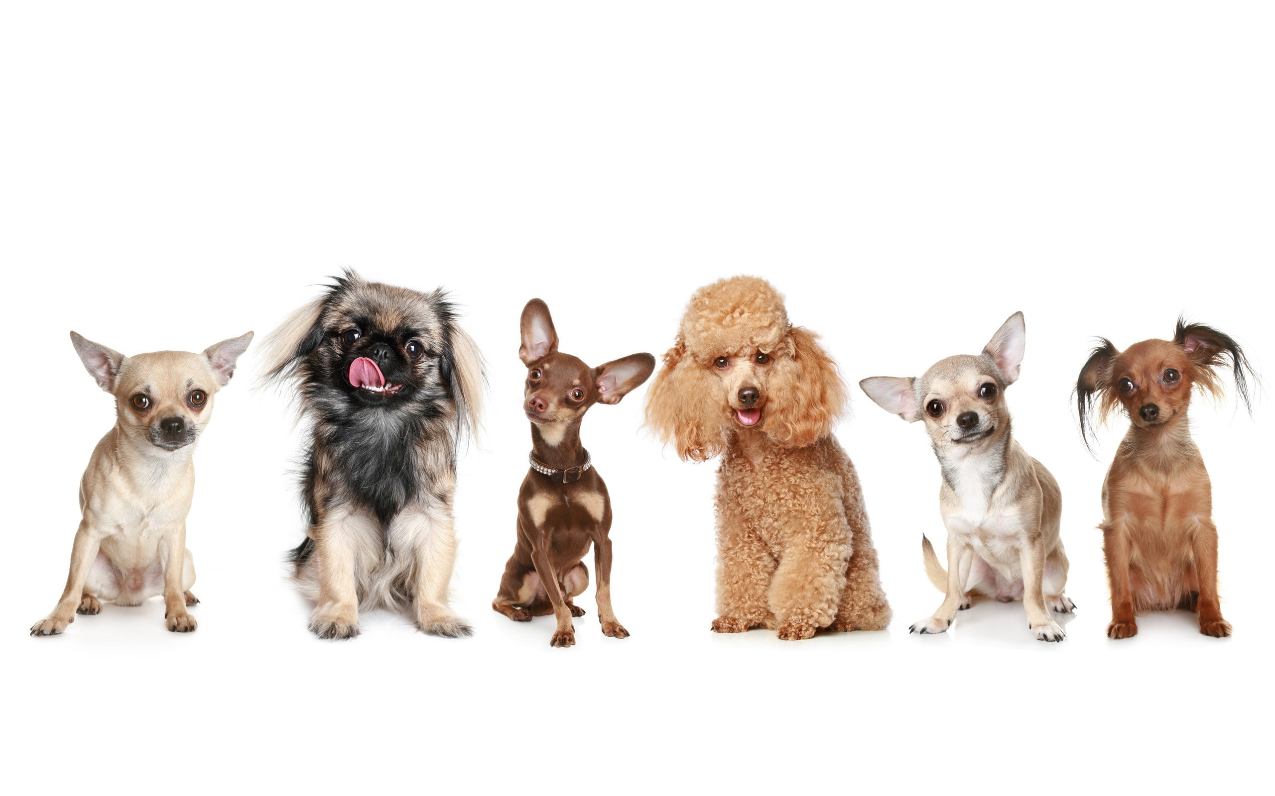 pets, poster, chihuahua, pekingese, smooth, background, happy, poodle, dogs, 2K, HD Wallpaper