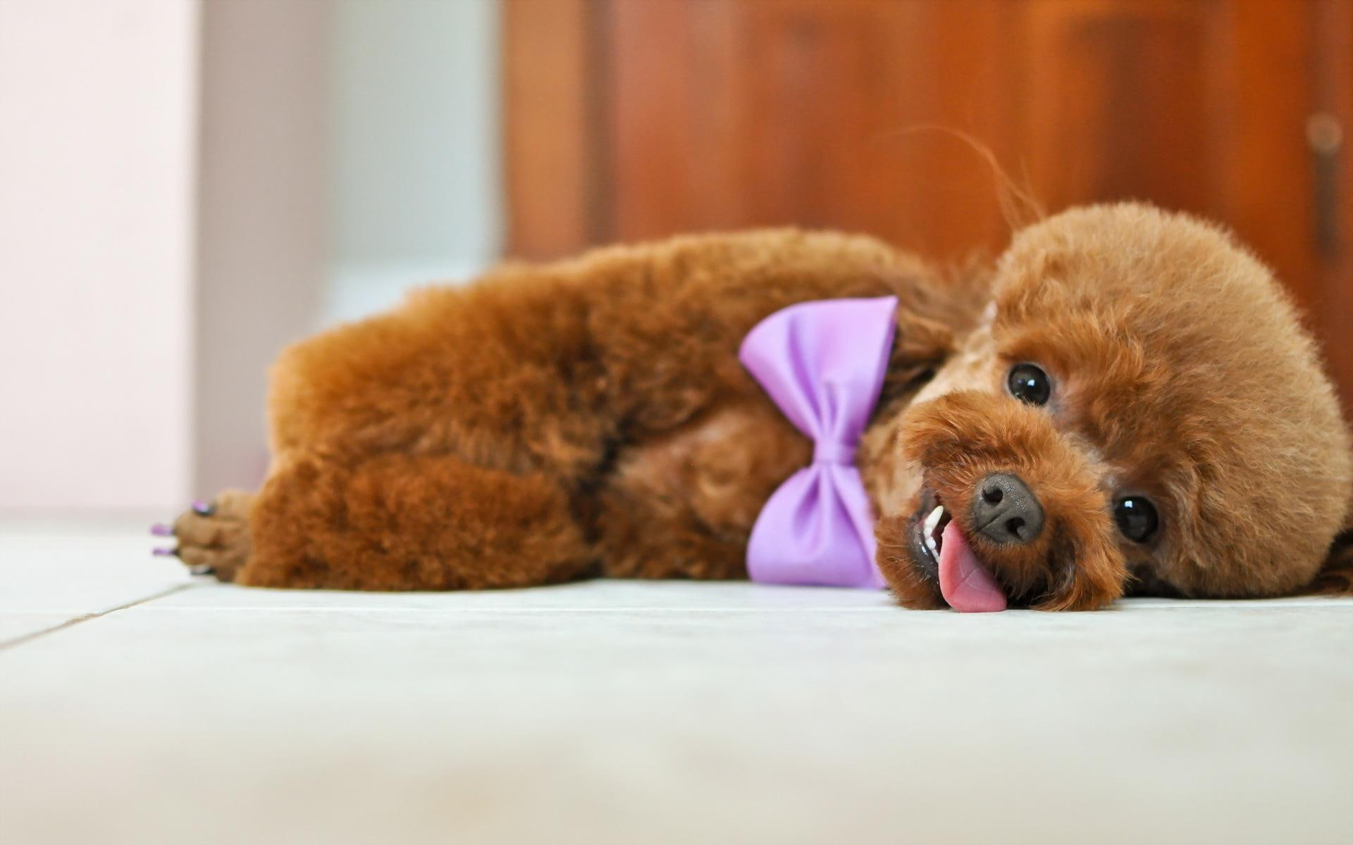 animal, poodle, bowle, animals, dogs, purple, poddle, 1080P, HD Wallpaper