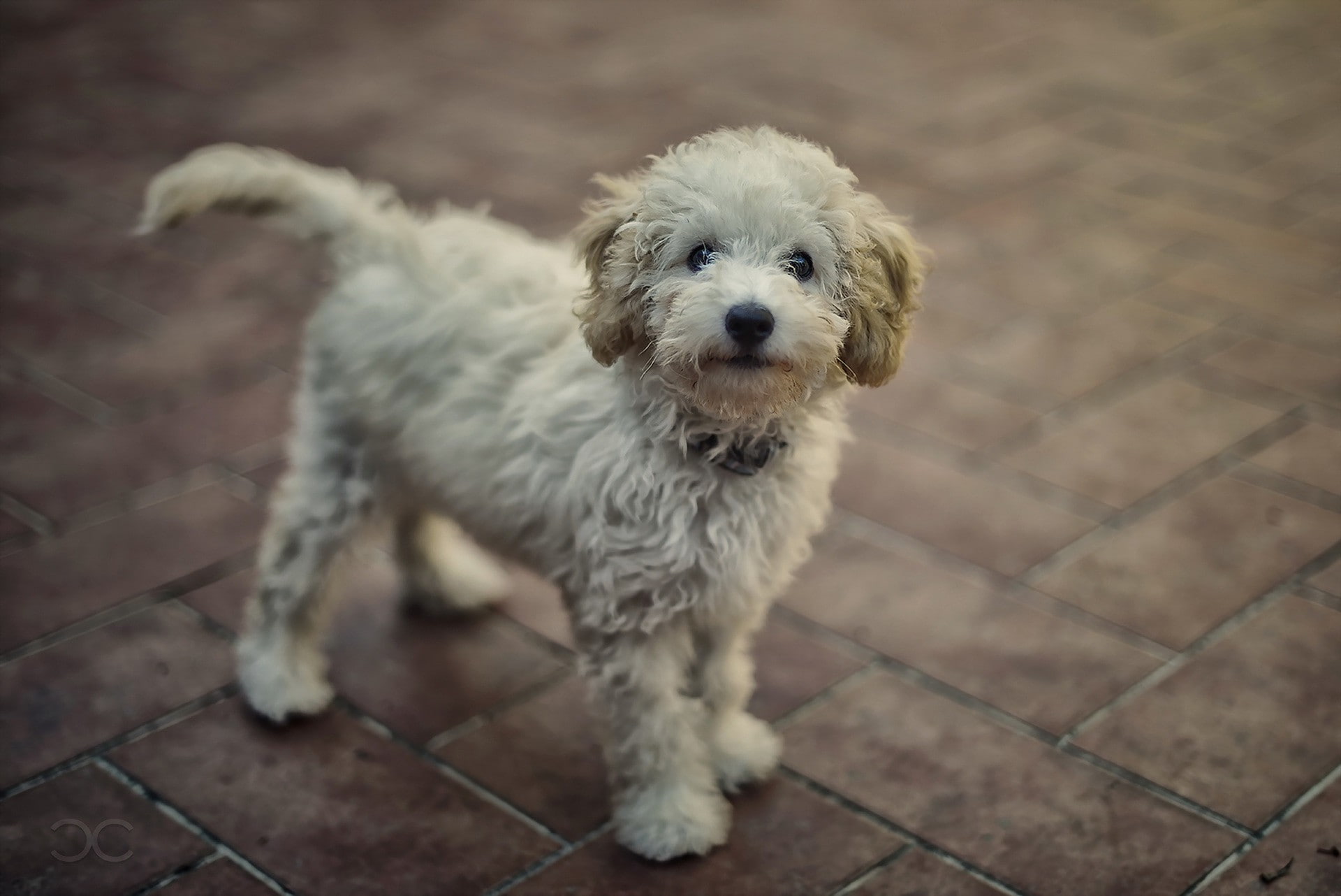 1080P, poodle, white, Dog, HD Wallpaper